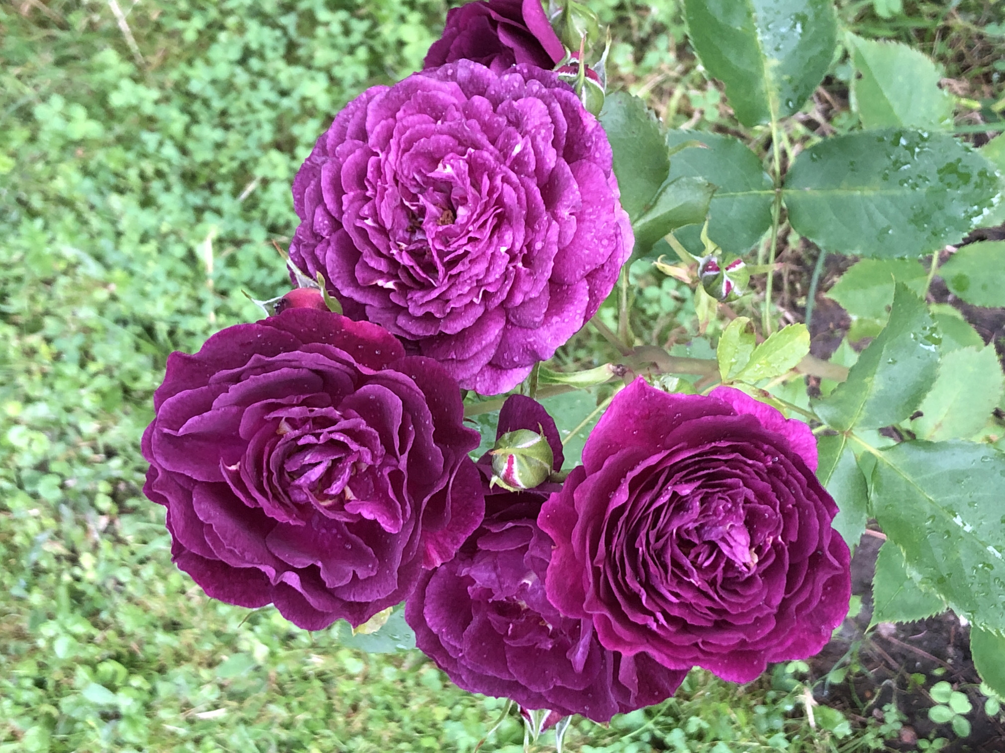 A close-up, eye-level outdoor shot captures a cluster of four dark purple roses in bloom, some with water droplets on their petals, set against a backdrop of green grass and foliage. One rosebud, partially open, displays hints of pink and white stripes. The scene is devoid of any human presence. The location is the city of Zhukovo, Russia.
