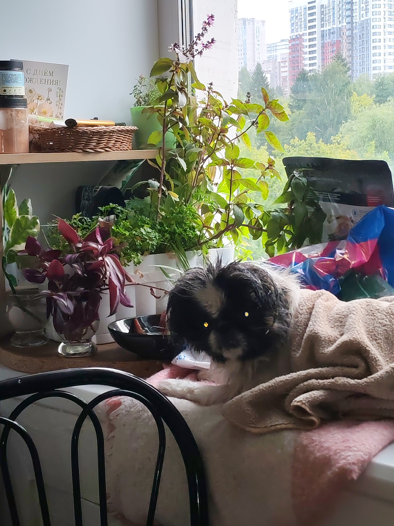 An indoor scene captures a small dog with black and white fur, wrapped in a light brown blanket, resting on a pink blanket. The dog's eyes appear yellow. Behind the dog, various potted plants with green and purple leaves are arranged on a shelf. To the left, on the same shelf, are two jars and a woven basket. In the background, a window offers a view of city buildings and trees, indicative of an urban environment. The scene is likely situated in Izhevsk, Russia, given the urban architecture and the presence of a card with Russian text, possibly a birthday greeting. The lighting suggests it is daytime.