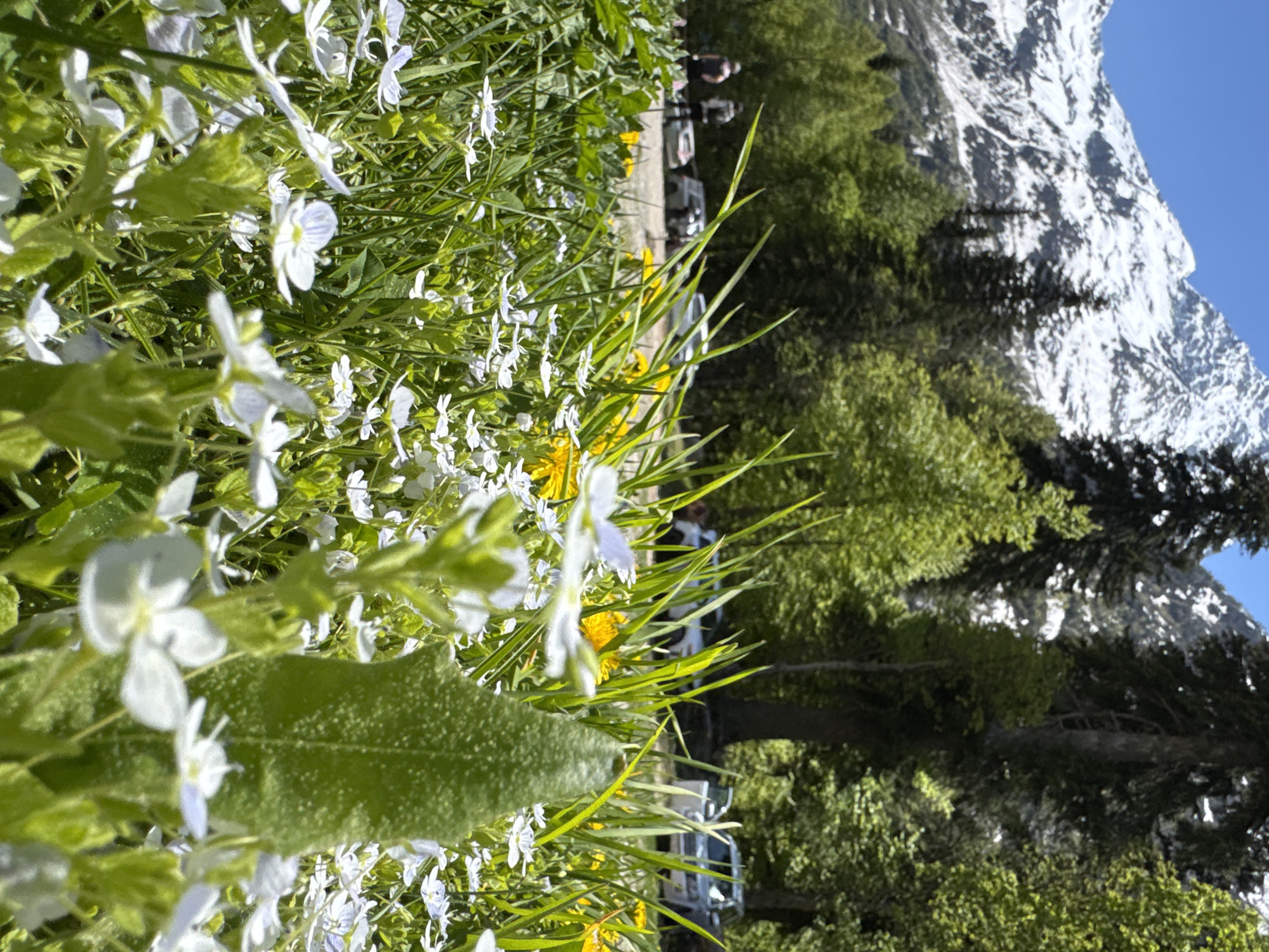 The image presents a low-angle view of a natural landscape in Верхне-Тебердинское сельское поселение, Russia, under a clear, sunny sky. The immediate foreground is densely covered with green grass, numerous small white flowers, and scattered yellow flowers. A large, textured green leaf, slightly out of focus, is prominent in the lower right-center. Beyond this flora, a dirt or unpaved area serves as a parking space, occupied by at least four vehicles. These include a partially visible light-colored car on the far left, a darker gray or silver car, and two additional light-colored cars or SUVs on the right. Two individuals are visible standing on the far left side of the parking area, observed from behind; one wears dark clothing with lighter pants, and the other wears dark clothing and carries a backpack. Behind the parking area and individuals, a dense forest with a mix of dark green coniferous and lighter green deciduous trees extends across the mid-ground. The upper background is dominated by a large, snow-capped mountain range under a clear blue sky, displaying extensive snow cover and visible geological features.