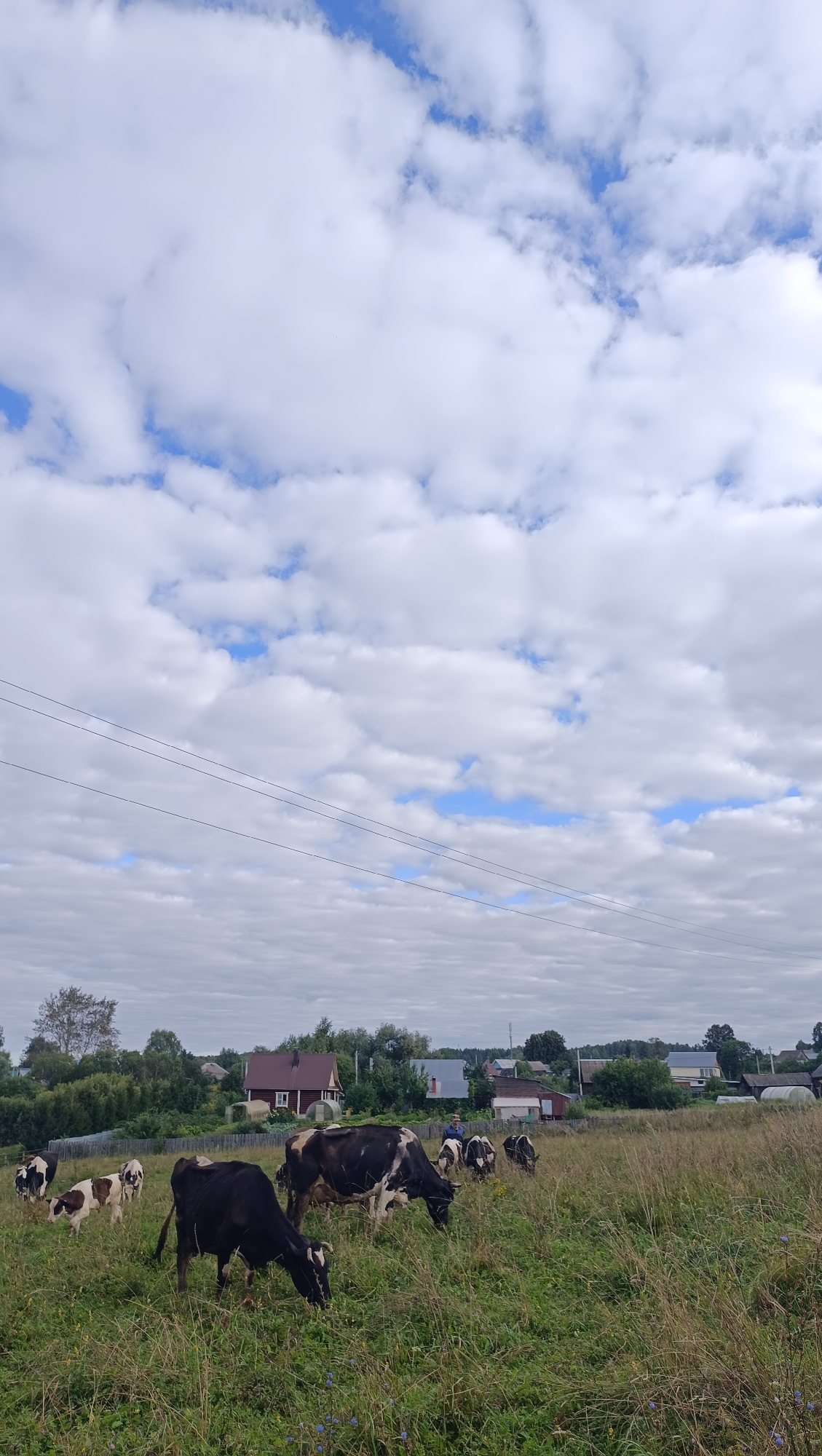 In a rural landscape, likely in or near Karsha, Russia, a herd of cows grazes in a grassy field under a partly cloudy sky. Several cows, predominantly black and white or brown and white, are scattered across the foreground and midground. One black cow is prominently positioned in the left foreground, lowering its head to eat. Behind it, a black and white cow also grazes. Further to the right, more cows are visible, including a group of three gathered together. In the background, a cluster of houses with various roof colors, including red and gray, are nestled among trees. Power lines stretch across the upper portion of the frame, with three parallel lines visible against the sky. The environment appears to be a typical village setting with agricultural fields and residential buildings. A person wearing a blue shirt and dark pants is standing in the midground, near some of the cows.