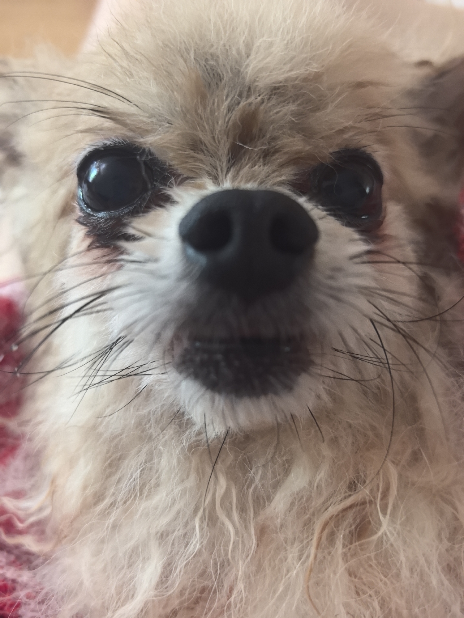 A close-up, head-on shot shows the face of a small, fluffy dog, likely a Pomeranian or similar breed, with light brown and cream-colored fur. The dog's dark, round eyes are prominent, reflecting light. Its black nose is centered, with a wet appearance. The dog's muzzle is covered in long, wispy whiskers. The background is blurred, appearing to be a pink or red textured fabric, possibly a blanket or clothing. There is no indication of the city of Sochi, Russia, or any other urban environment present in the image.