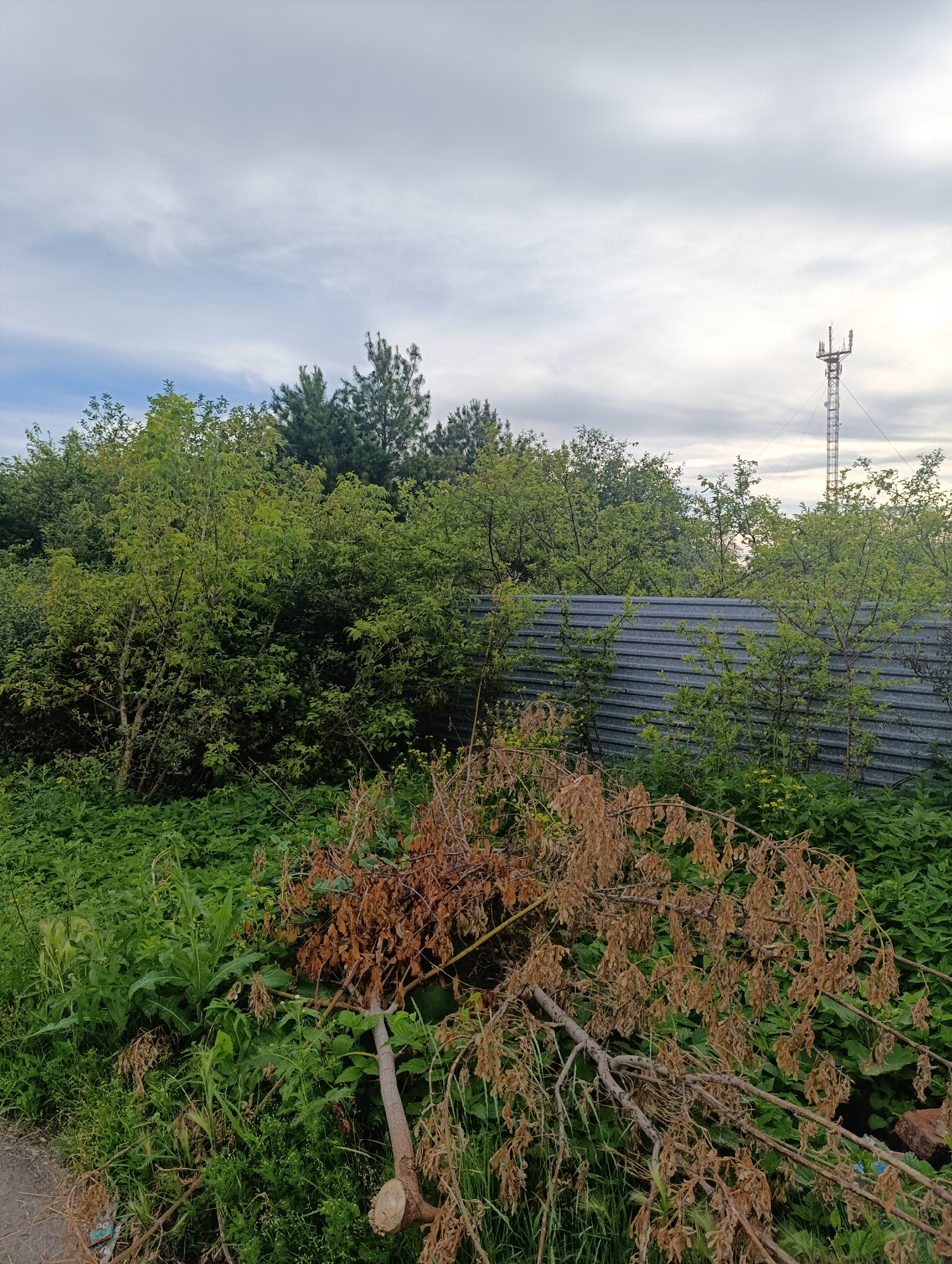 This image depicts an outdoor scene with a cell tower in the background. In the foreground, there is a cut tree branch with dry leaves lying on the ground, surrounded by green foliage. A corrugated metal fence runs horizontally across the middle of the frame, separating the foreground from the background. The sky is overcast with clouds. The scene appears to be in a semi-rural or overgrown area, possibly on the outskirts of a town. The cell tower suggests the presence of telecommunications infrastructure, which could be relevant to the location in Tugulym, Russia.