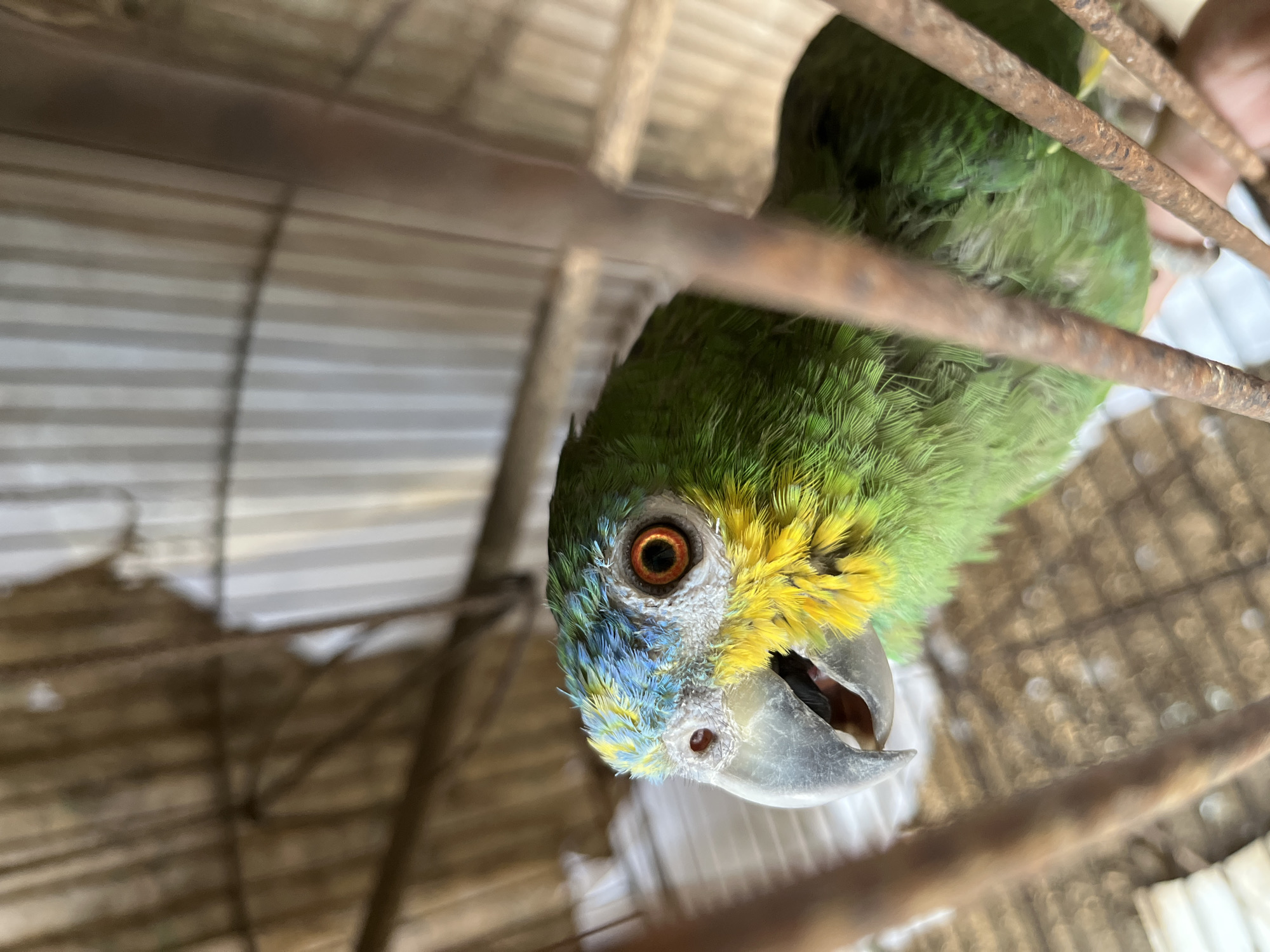 A close-up shot depicts a green parrot with yellow and blue markings, seemingly in a cage with rusted metal bars. The parrot's eye is visible, and it appears to be looking directly at the camera. The background is blurred. The location is Tinaquillo, Venezuela.