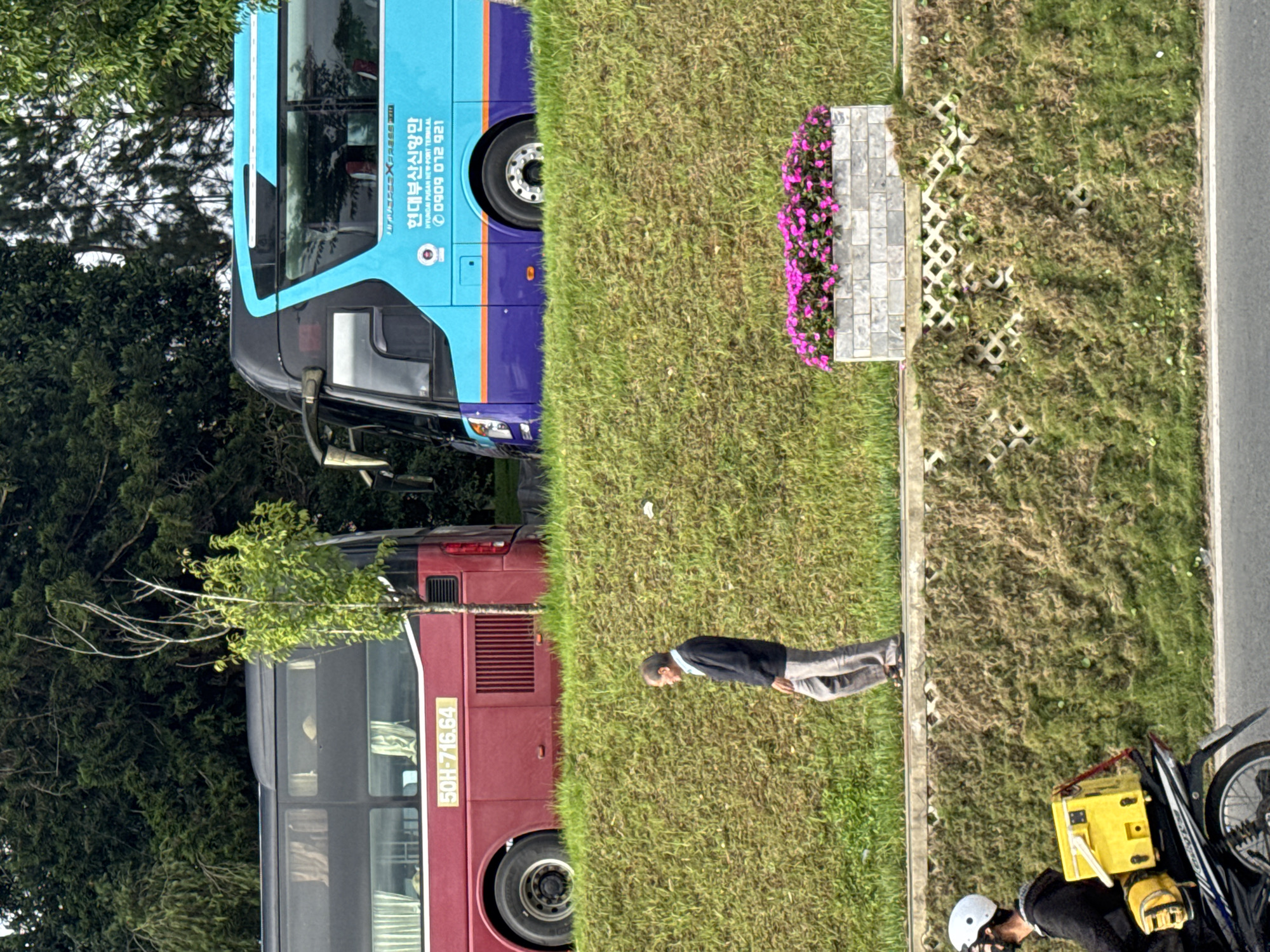 This image captures a multi-layered roadside scene in Da Lat, Vietnam.
In the upper background, two large passenger buses are positioned behind a grassy embankment. The bus on the left is dark red, displaying the license plate "50H-716.64". The bus on the right is light blue on top and purple on the bottom, featuring Korean text "현대부산신항만" (Hyundai Busan New Port Terminal) and a phone number "0909 012 921" printed on its side. Dense green trees form the backdrop, with a small, sparsely leafed tree standing between the two buses.
Below the buses, a steep, manicured grassy slope leads down to a paved pedestrian pathway. An older male individual, wearing a dark sweater over a light blue collared shirt and light-colored trousers, walks from left to right on this path. Further along the path to the right, a rectangular planter constructed from light grey brick-like material contains a cluster of vibrant pink-purple flowers.
Below the pedestrian path, another steep grassy slope descends towards a road. This lower slope features a decorative concrete lattice wall partially covered by vegetation. At the bottom of the image, on a paved road, a person wearing a white helmet and a dark face mask is seen riding a motorbike from left to right. A bright yellow delivery box is secured to the rear of the motorbike.
