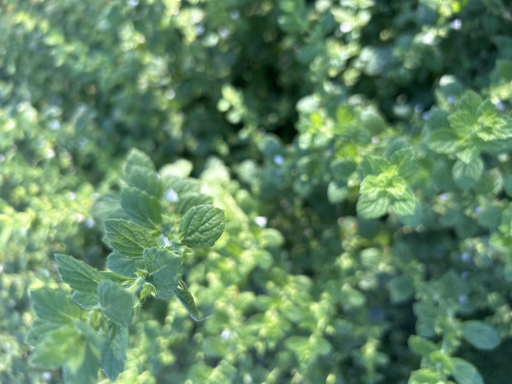 The image shows a close-up, slightly blurred view of a patch of green plants. The plants have serrated leaves and appear to be growing densely. There are small, faint white or purple flowers interspersed among the foliage. The lighting suggests it is daytime, with sunlight casting dappled shadows. The scene is an outdoor environment, likely a garden or natural area. No people or specific landmarks are visible. The image does not contain information about the city of Kalitsino, Russia.