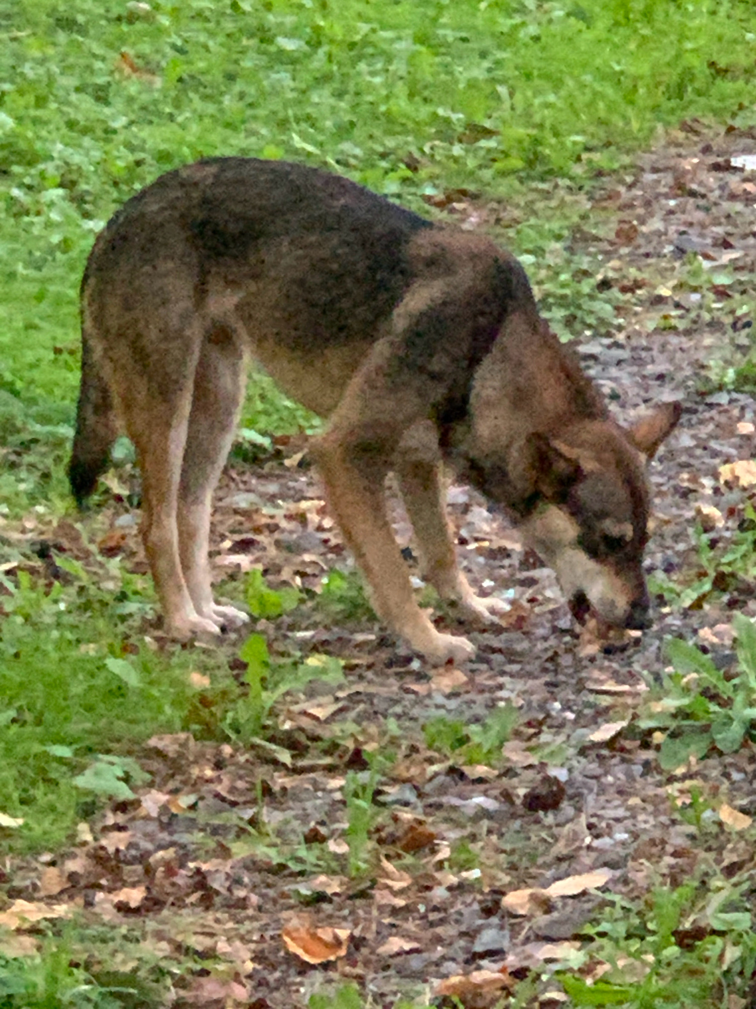 The image shows a dog with brown and black fur foraging on a path covered with leaves and dirt. The dog is bent over, with its head down, appearing to sniff or eat something on the ground. Green grass is visible on either side of the path. The scene appears to be outdoors in a natural or park-like setting.