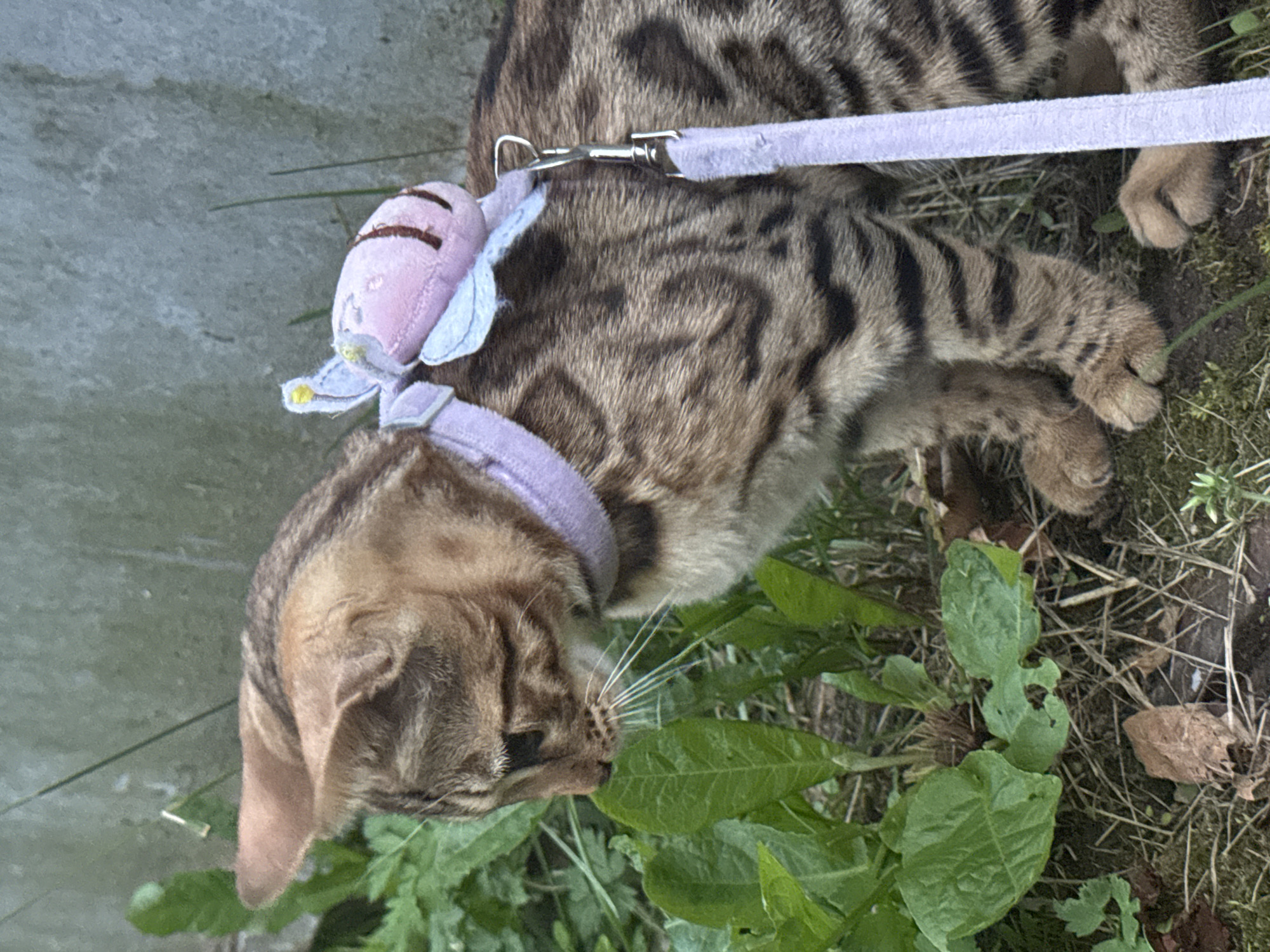 A medium shot captures a tabby cat wearing a purple collar with a small plush snail toy attached to it. The cat is on a leash and appears to be outdoors, surrounded by green foliage and a grey concrete wall in the background. The cat is looking down and to the left. The overall scene suggests a casual outdoor setting, possibly a backyard or a park.