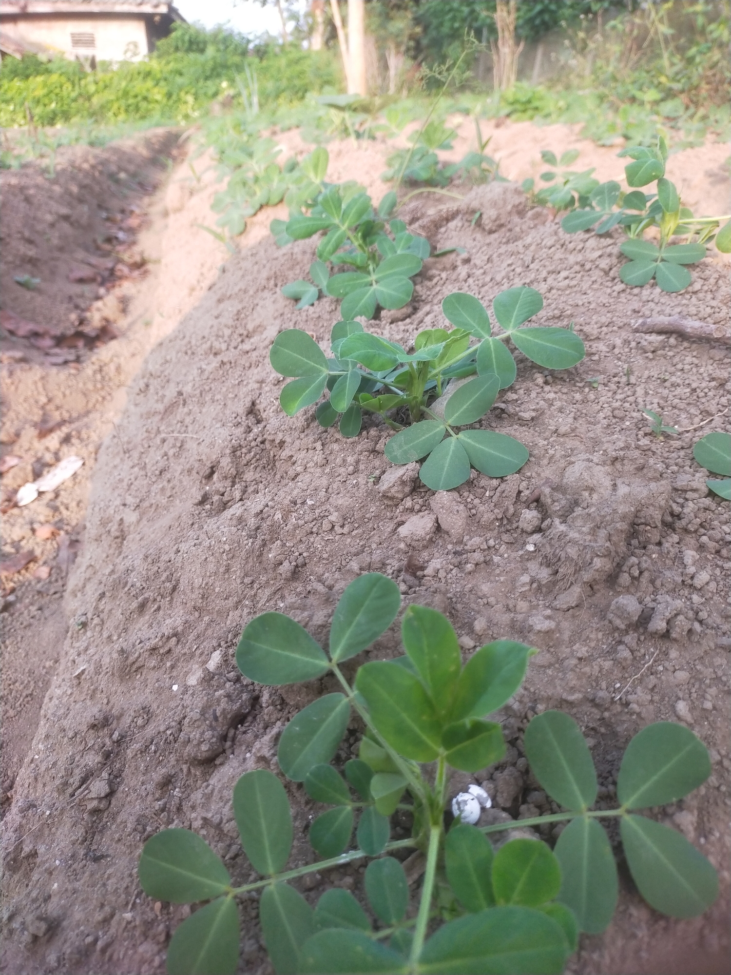 In Padang Dalom, Indonesia, a low-angle shot captures a field of young peanut plants growing in neat rows on mounds of soil. The plants, with their characteristic trifoliate leaves, are a vibrant green against the dry, brown earth. The soil is loose and clumpy, with visible pebbles and small debris. In the background, a narrow trench or irrigation channel runs parallel to the planting rows, its sides darker and possibly more moist than the surrounding soil. Beyond the field, a rustic building with a light-colored wall and a dark roof is visible, partially obscured by lush green foliage. Trees and other vegetation further in the distance suggest a rural or semi-rural setting. The lighting indicates it is either early morning or late afternoon, with soft, warm sunlight casting gentle shadows. There are no people or animals present in the frame.