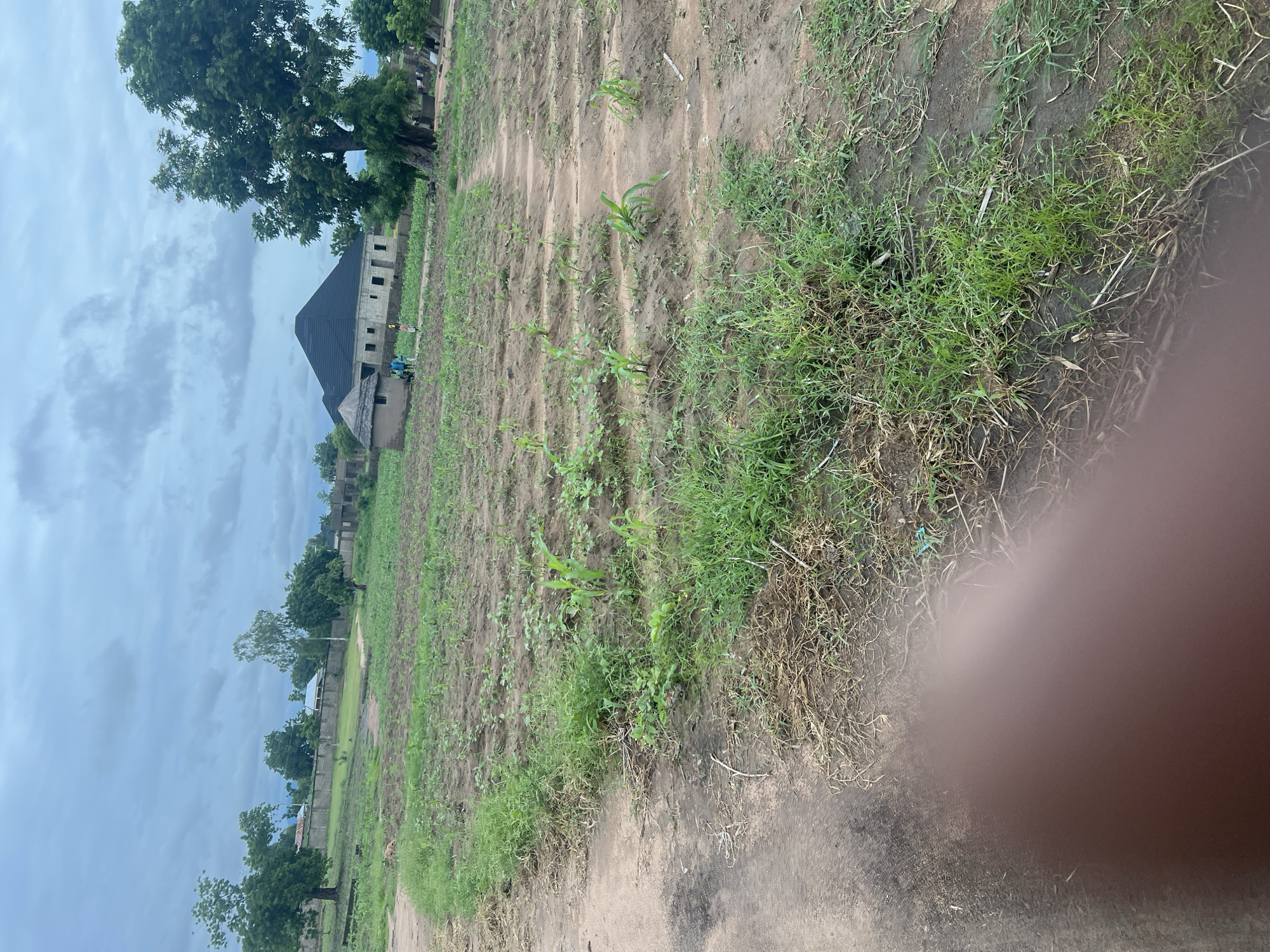 The image depicts an outdoor scene in Kona Garu, Nigeria, with a field in the foreground and a building and trees in the background. The field appears to be a farm, with rows of young crops, likely corn, planted in the dark soil. Some patches of grass and dried vegetation are also visible. In the middle ground, a building with a dark, sloped roof is under construction, with visible brickwork and open window spaces. A smaller, thatched-roof structure is adjacent to it. Two people, one in blue and one in green, are near the buildings, possibly working on the construction or tending to the field. A large tree with lush green foliage stands to the left of the building. The sky is overcast with scattered clouds, suggesting a cloudy day, possibly before or after rain. The overall impression is a rural setting with ongoing agricultural and construction activities. There is no visible text in the image.