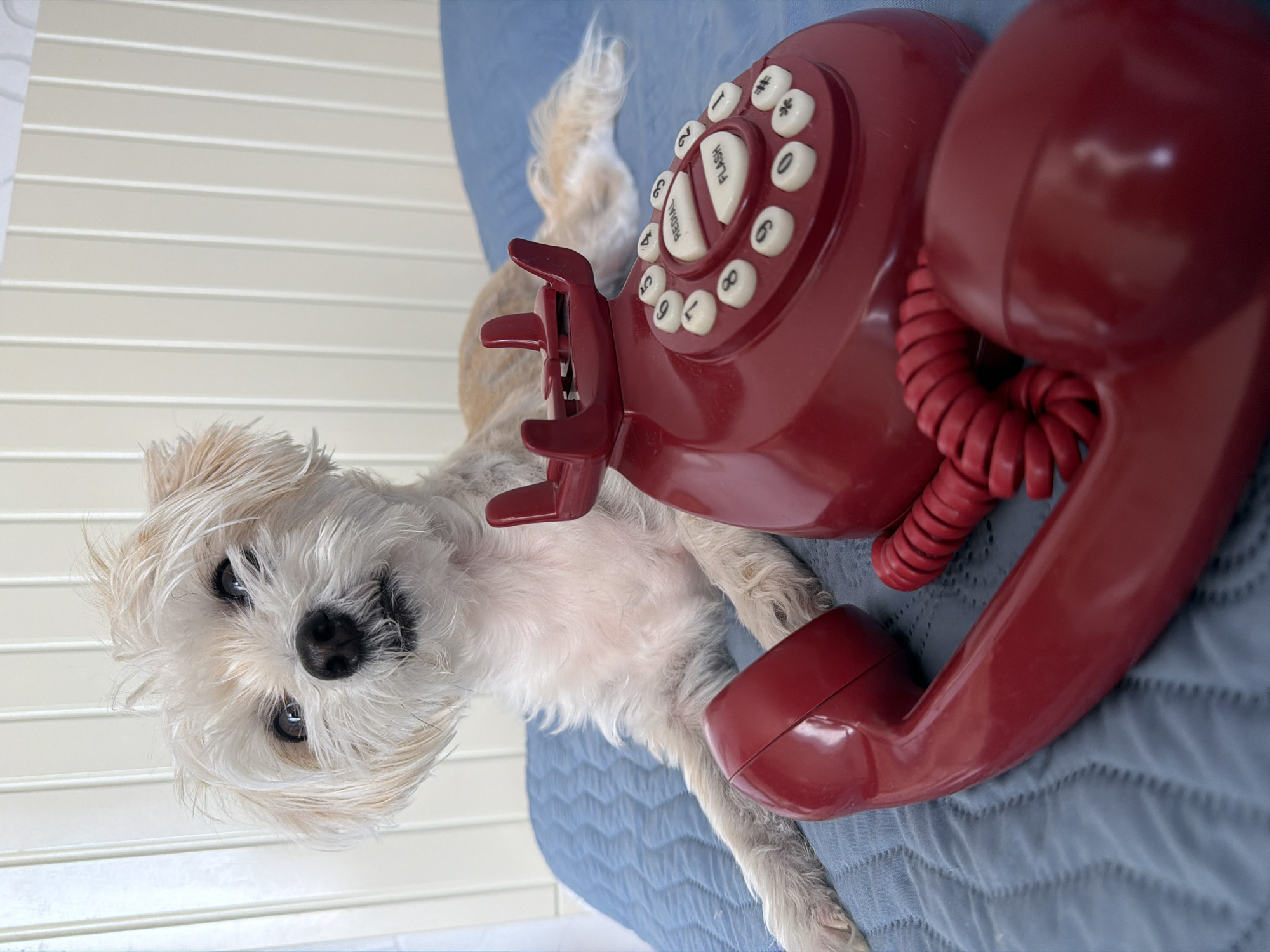 A small, light-colored dog with shaggy fur lies on a blue quilted surface, its head tilted and looking towards the camera. Next to the dog is a bright red rotary telephone. The telephone's handset is off the base and rests on the quilted surface in the foreground. The background consists of vertical white paneling. The scene appears to be indoors, possibly on a bed or sofa. There is no discernible information in the image to suggest a location in Tbilisi, Georgia.