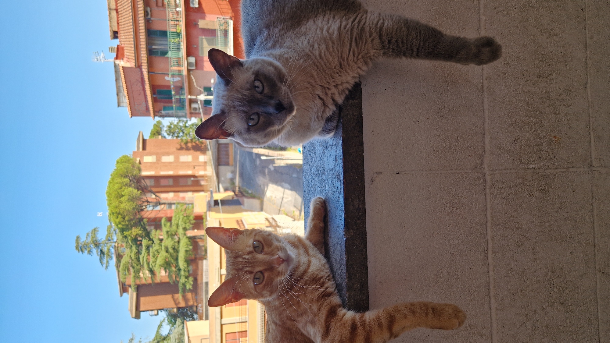 Two cats are perched on a wall overlooking a street in Marino, Italy. The cat on the left is an orange tabby, lying down with its front paws resting on the wall and its hind legs hanging off. The cat on the right is a Siamese mix with grey fur and blue eyes, also lying down with its front paws on the wall and hind legs dangling. In the background, several residential buildings are visible, with trees and a clear blue sky. The street below appears to be paved and empty. The overall scene suggests a peaceful domestic moment in an urban setting.