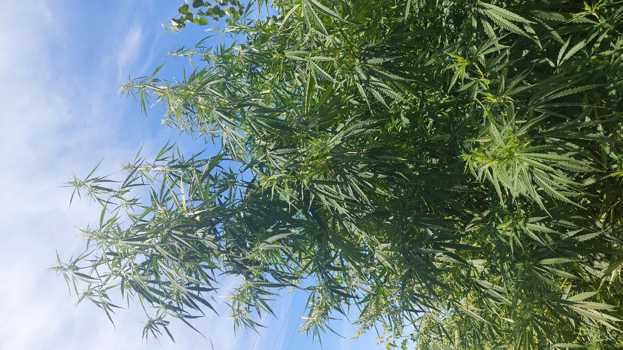 An outdoor, low-angle, medium shot captures a tall, mature cannabis plant with numerous large, serrated leaves and developing buds against a bright blue sky with wispy clouds. The plant is lush and green, with its branches extending upwards and outwards, obscuring much of the background. A hint of power lines is visible in the upper left corner, suggesting an agricultural or rural setting. The overall impression is one of natural growth under a clear sky.