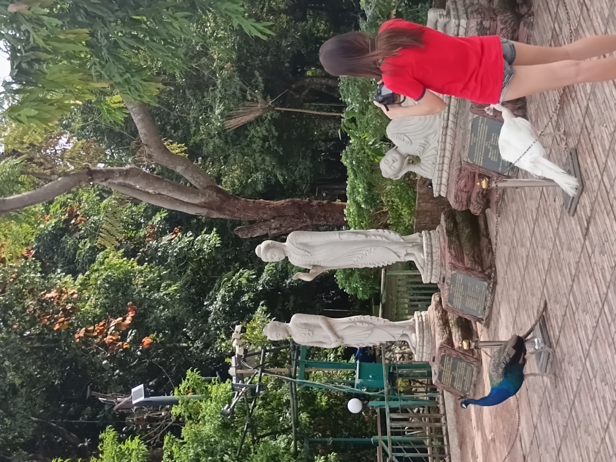In the city of Ban Ruammit, Thailand, a woman in a red t-shirt and denim shorts is photographing a white peacock standing near a reclining Buddha statue. To her left, a standing Buddha statue is visible, and further to the left, a colorful peacock walks on a tiled ground. The environment is lush with trees and foliage, and there are other decorative statues and structures in the background.
