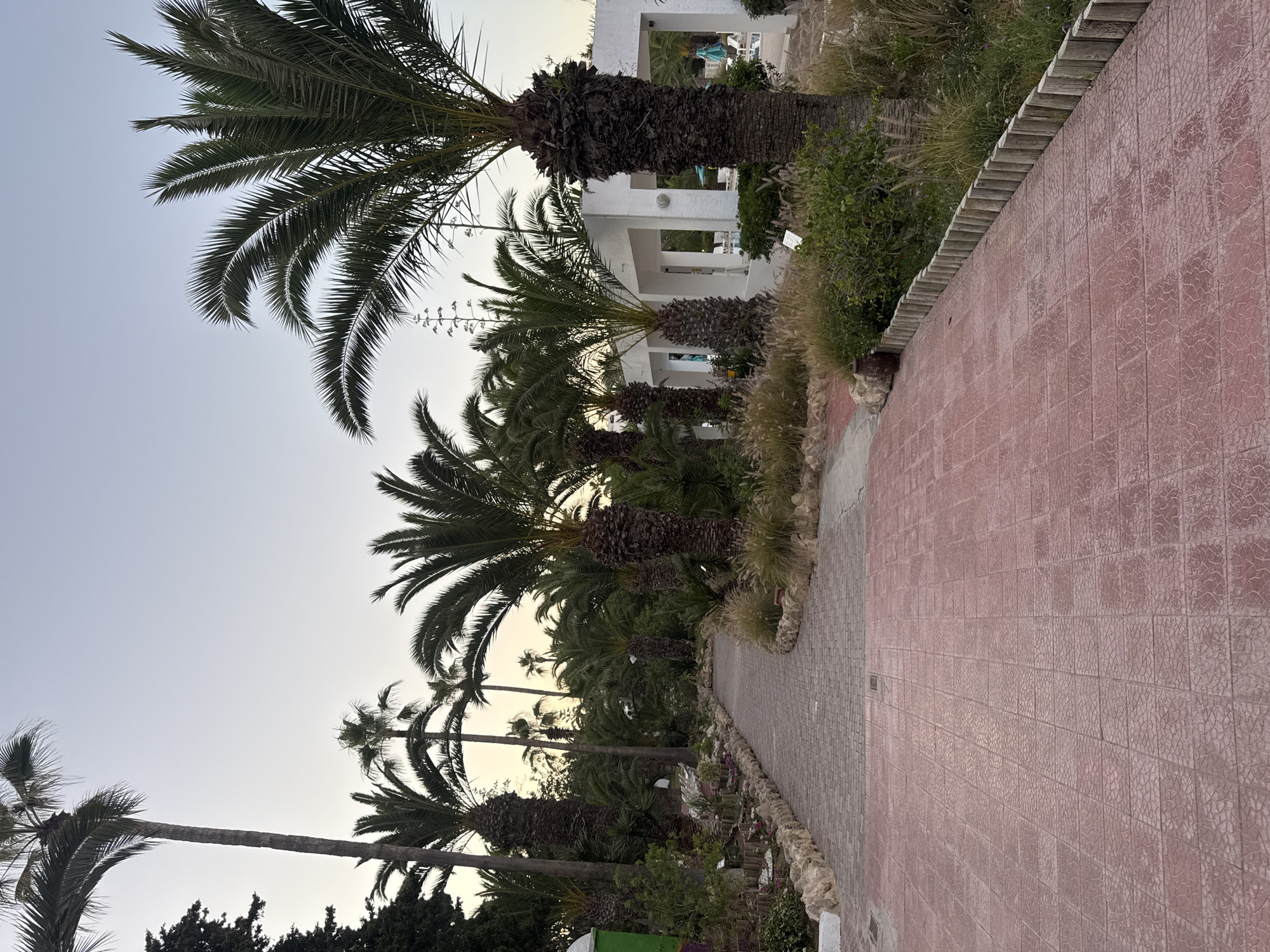The image shows a pathway lined with palm trees in Mrezga, Tunisia. The path is constructed of red and grey brick tiles. A white building is visible in the background, partially obscured by the trees. The sky is pale, indicating either dawn or dusk. No people are visible in the image.