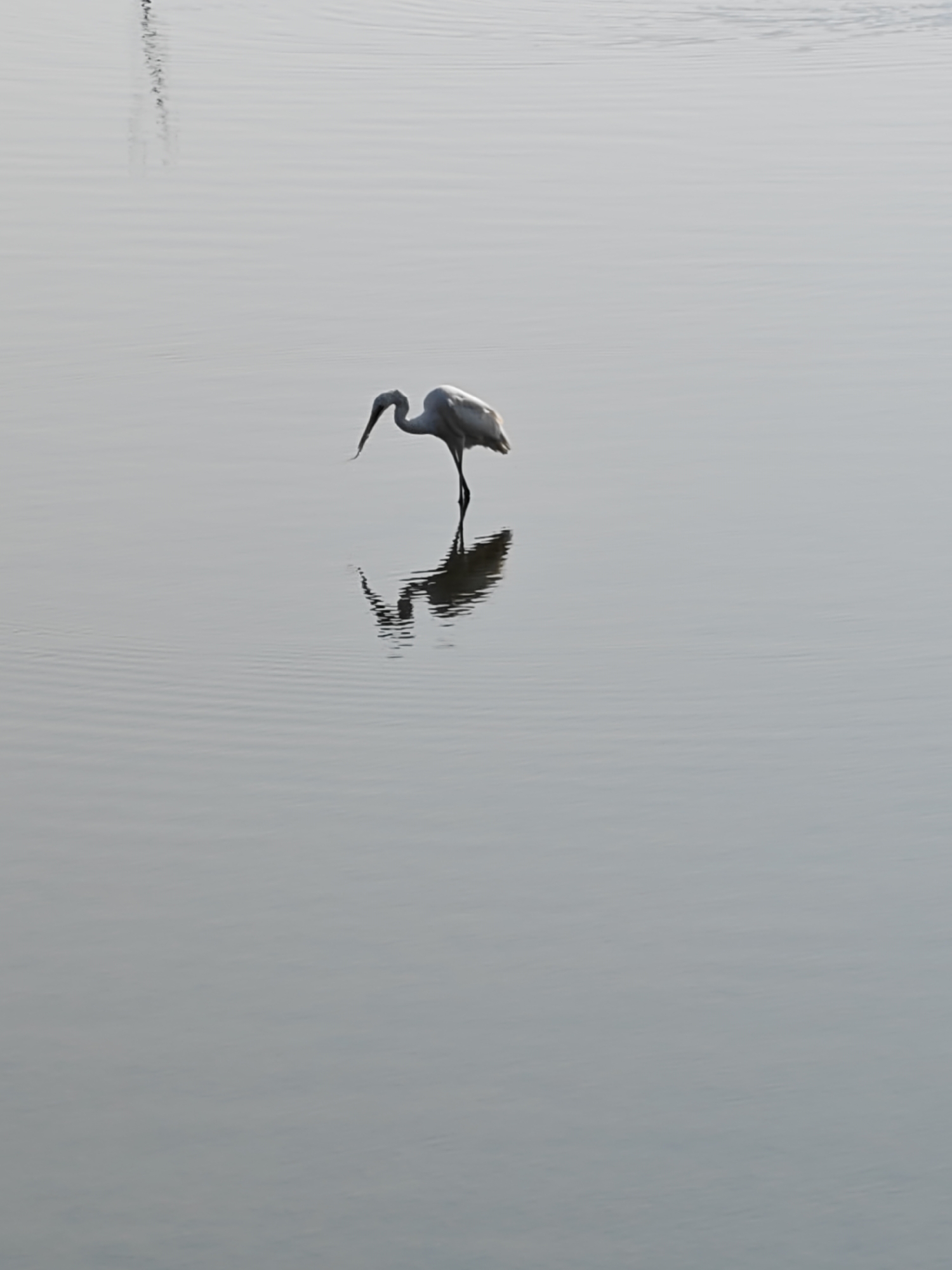A single white egret stands in a shallow body of water in Lhokseumawe, Indonesia. The bird is positioned slightly right of the frame's center, facing left, with its neck sharply curved downward, its long, dark beak pointing towards the water's surface. Its left leg is visible, dark, and submerged, while the right leg is either lifted or obscured. A distinct, slightly distorted reflection of the bird is visible directly beneath it on the water. The water is calm, exhibiting subtle, concentric ripples around the bird's legs and diffuse horizontal undulations across its surface. The overall environment consists solely of the egret against the uniformly light grey, reflective water, suggesting an overcast sky or subdued lighting conditions. No other subjects or objects are present.