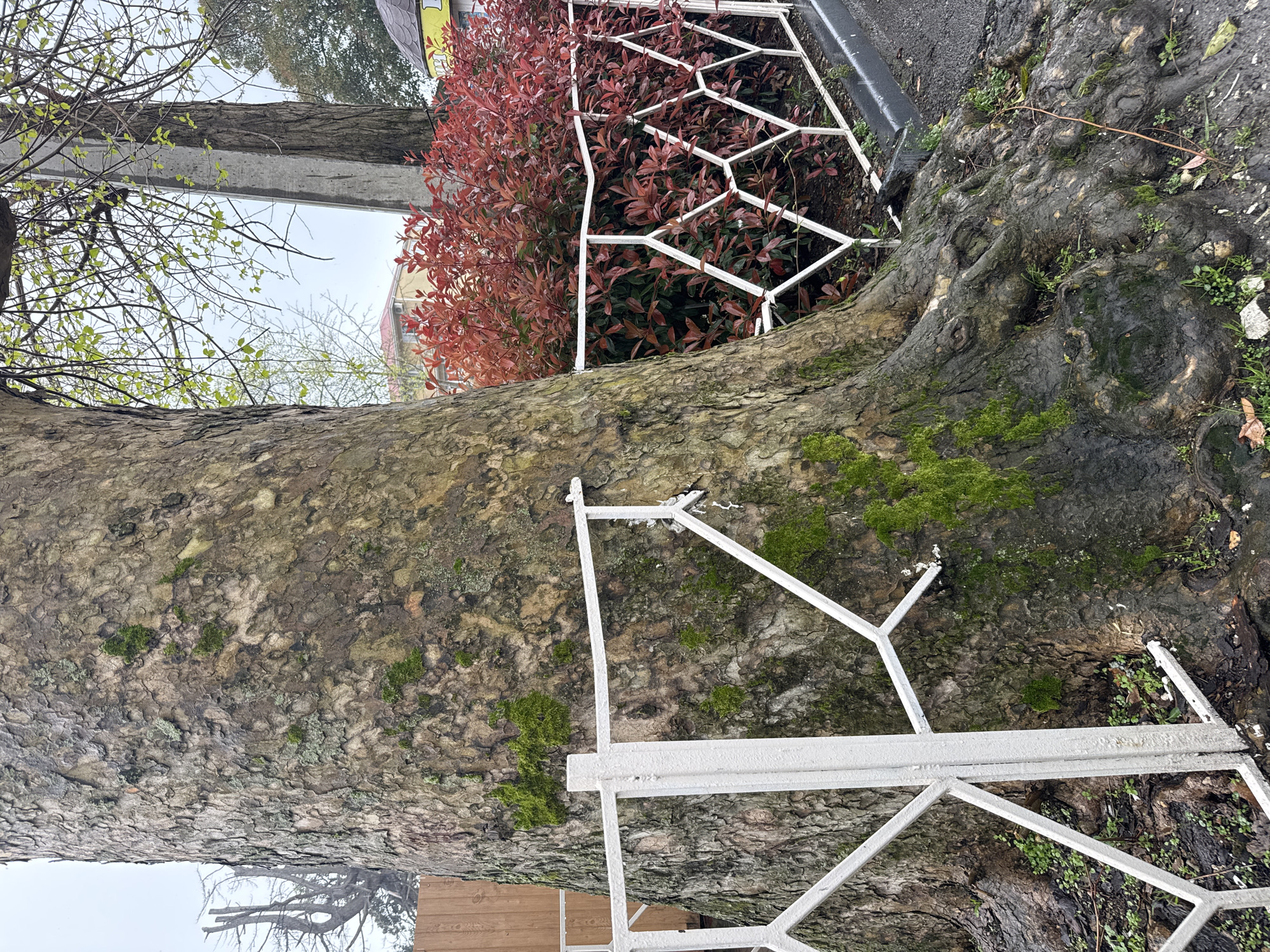 A large tree trunk is the central subject of the image, displaying rough, textured bark covered with patches of green moss. A white metal fence-like structure with a geometric pattern is attached to the base of the tree. Behind the fence is a bush with reddish-brown foliage. The ground around the tree's base is covered with small plants and some debris. In the upper portion of the frame, there is a glimpse of other trees and a building through the foliage, indicating an urban environment. The image, based on the available evidence and the user's prompt, suggests a possible location in Sochi, Russia, where similar urban landscapes with greenery are found.