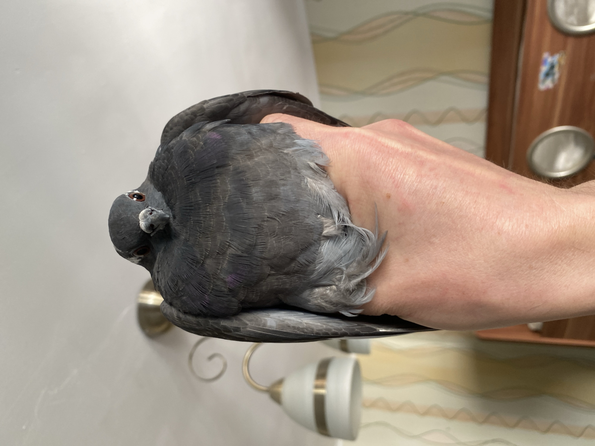 A close-up, head-on, medium shot shows a plump, gray pigeon held in a person's left hand. The pigeon is facing the camera, with its wings tucked and its body rounded. Its eyes are dark with reddish irises, and its beak is gray. Some lighter gray feathers are visible on its chest. The person's hand is light-skinned with visible veins and some fine hairs. The background is out of focus and appears to be an indoor domestic setting. Two lamps with white shades and gold accents are visible on the left side of the image. The wallpaper behind them has a wavy pattern in cream and light pink. A wooden surface, possibly furniture, is visible on the right, with two round silver objects on it. The scene is indoors, likely in an apartment in the city of Protvino, Russia, given the context.
