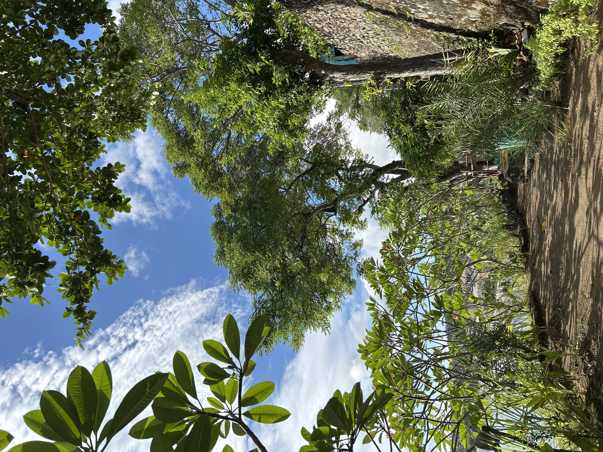 View looking upwards from a point near the ground at a sky with scattered cirrus clouds through the canopy of trees and foliage in Senggigi, Indonesia. A dirt path runs vertically, bordered by foliage. To the left of the path, a stone wall can be seen. The sky is blue with wispy white cirrus clouds. The image is oriented vertically.