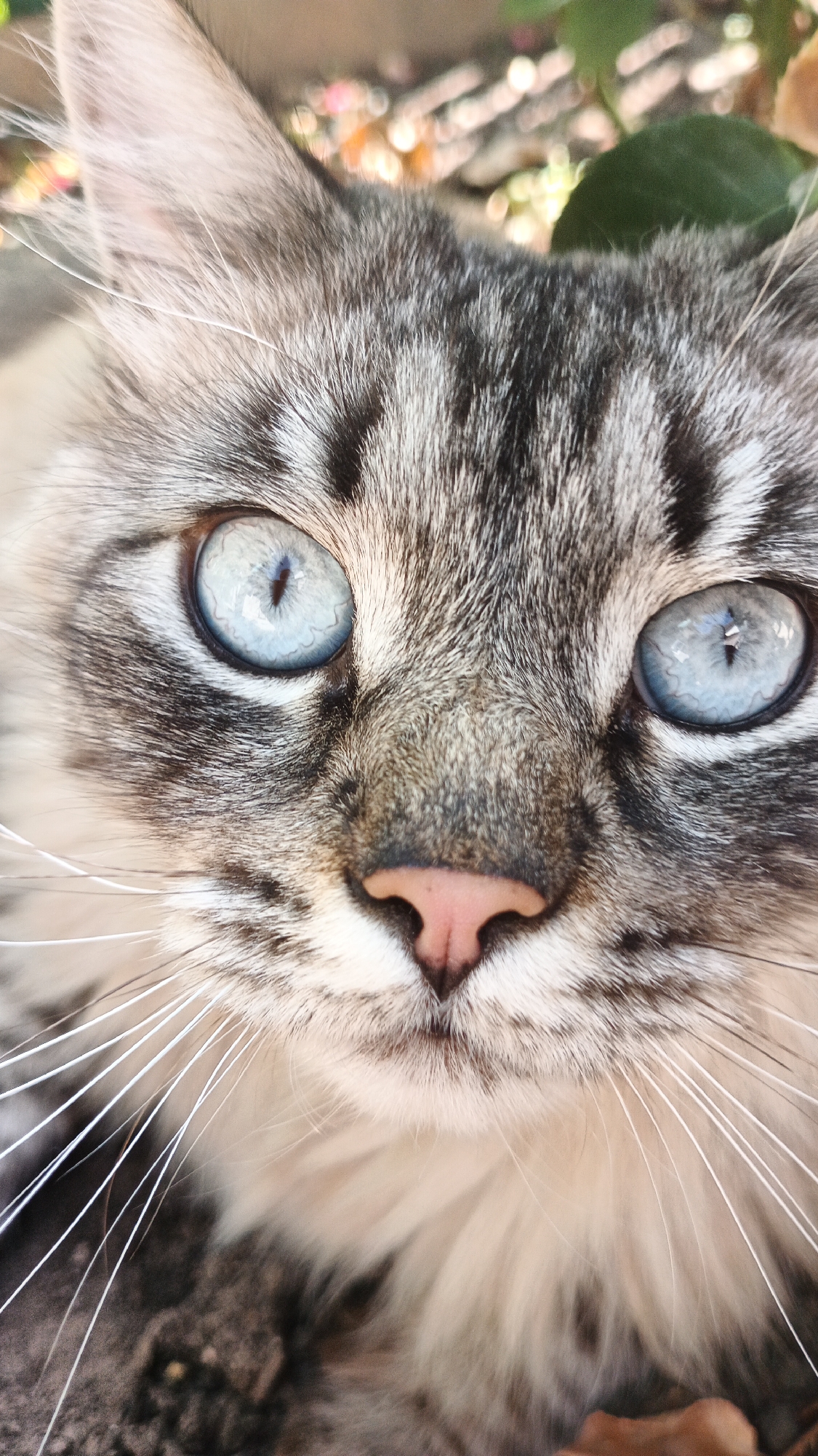 A close-up, head-on, vertical medium shot captures the face of a long-haired cat, likely a Siberian or Maine Coon mix, with striking blue eyes. The cat's fur is a mix of gray and white tabby markings, with a light pink nose and long white whiskers. The background is blurred, showing hints of green foliage and possibly some fallen leaves, suggesting an outdoor setting. The image does not contain any elements or context that would allow for its location to be specified as Kryvyi Rih, Ukraine, or any other city.