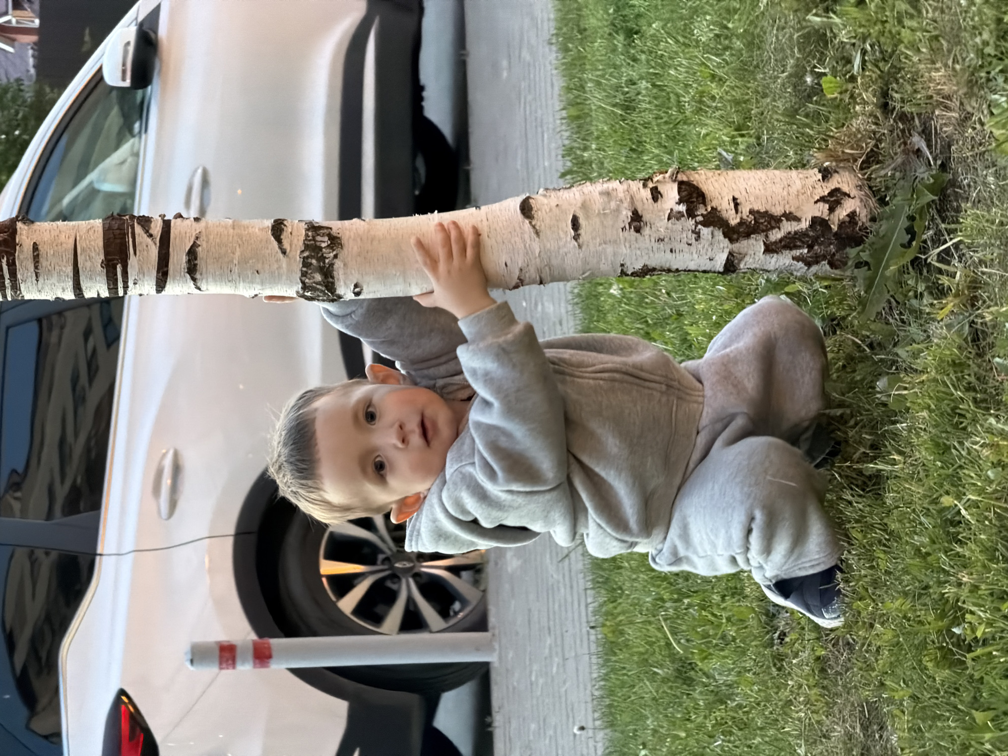 A young male child, approximately 1-3 years old, is depicted in a squatting position on a patch of green grass. The child is dressed in a light grey zippered hooded tracksuit and dark shoes with white soles. Both hands are gripping the trunk of a slender birch tree, characterized by its distinctive white bark with dark horizontal striations, positioned to the child's immediate right. The child's head is turned towards the viewer, maintaining direct eye contact with a neutral expression.
In the background, a white sport utility vehicle (SUV) is parked on a paved surface. The left rear section of the SUV is visible behind the child, including a red taillight and a dark-colored multi-spoke alloy wheel. A white cylindrical bollard with two red horizontal stripes stands between the child and the SUV's left rear wheel. The right side of the SUV, partially obscured by the tree, shows the vehicle's white body and a side mirror, with reflections of a building visible on its surfaces. A grey paved sidewalk separates the grassy area from the parking location of the vehicle. The environment is an outdoor urban or suburban setting, specifically in the city of Odintsovo, Russia, with lighting indicative of late daylight. Scattered dandelion leaves are present in the grass near the tree's base.