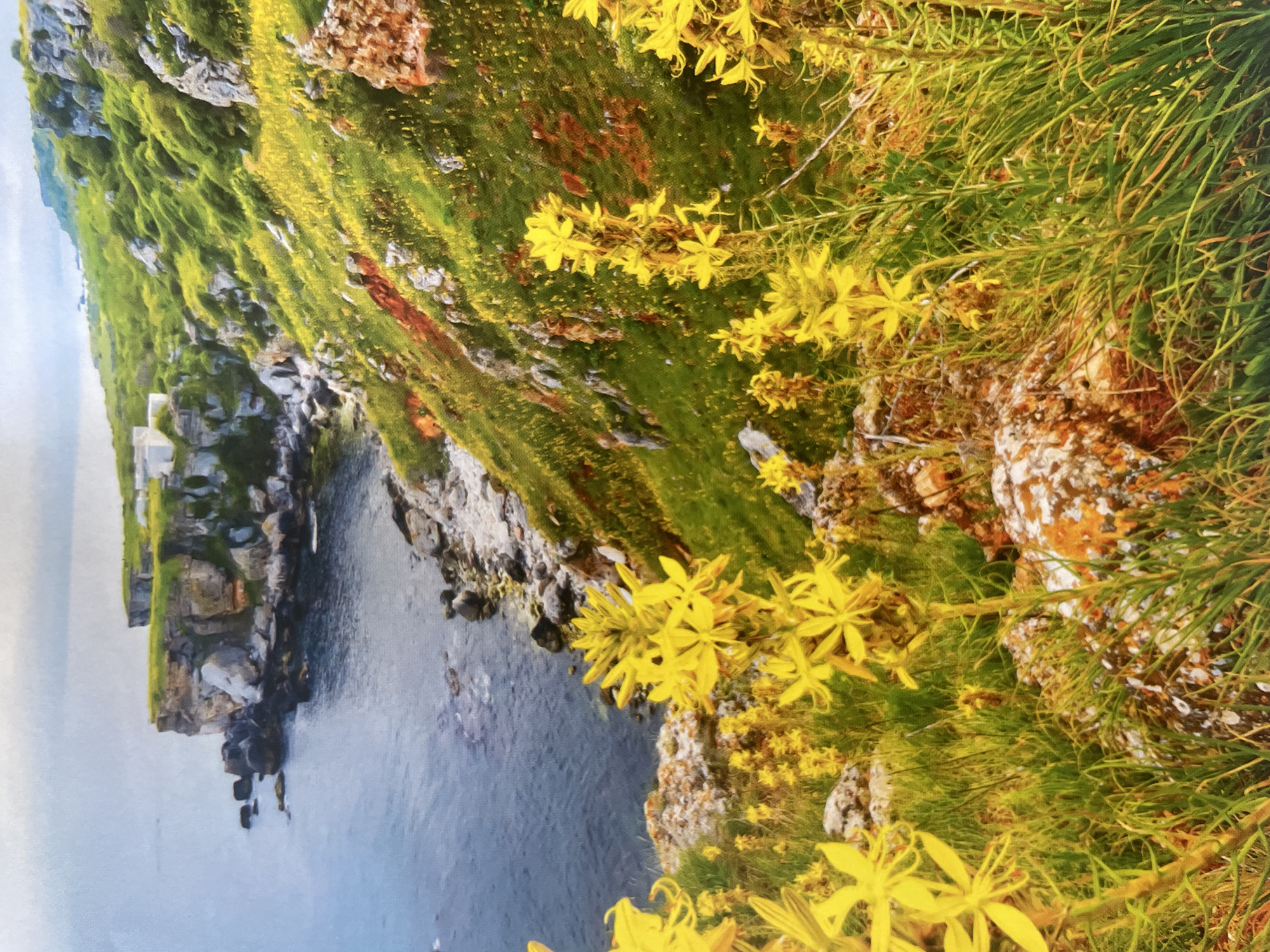 The image captures a vibrant coastal landscape on a clear, bright day. The scene is dominated by a dramatic cliff edge, lush with green vegetation and an abundance of striking yellow wildflowers.
In the immediate foreground, to the right, numerous clusters of bright yellow, star-shaped flowers, possibly a type of asphodel or lily, emerge from dense green grass and rocky terrain. These rocks are mottled with white and reddish-brown patches, suggesting lichen growth and weathered surfaces.
The cliff face plunges steeply into a calm, deep blue-grey body of water, likely the sea or an ocean inlet, which occupies the left side of the frame. Smaller rock formations and dark submerged rocks are visible along the waterline.
Further along the coastline, in the mid-ground and background, the cliffs continue to rise, showcasing a tapestry of green foliage, exposed grey rock, and occasional reddish-brown earth. In the distance, on the far side of the cliffs, faint white or light-colored structures can be discerned, indicating some form of habitation or infrastructure. The sky, visible in the upper-left, is a light blue, suggesting fair weather. The scene conveys a sense of serene natural beauty and wildness. No people or visible text are present.