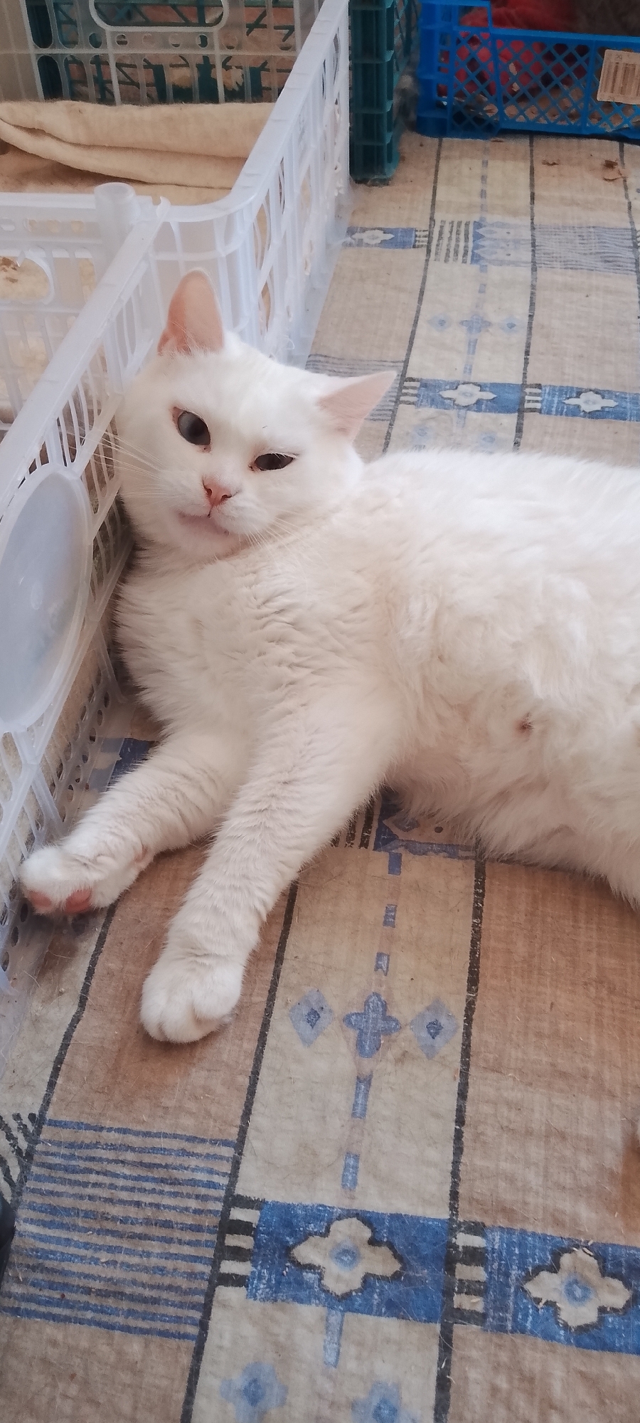 A white cat with blue eyes is lying on a checkered blanket. The cat is resting its head on a white plastic crate. The blanket has a pattern of blue stripes and floral shapes. In the background, there are several plastic crates, some are blue and green. The scene appears to be indoors, possibly in a home or a storage area. There are no people visible in the image. The lighting is natural and diffused. The image is taken from a slightly elevated angle, looking down at the cat. The cat's fur is fluffy and appears clean. It has some pink on its paws and nose. A small brown spot is visible on its belly. The overall environment seems cluttered and utilitarian.