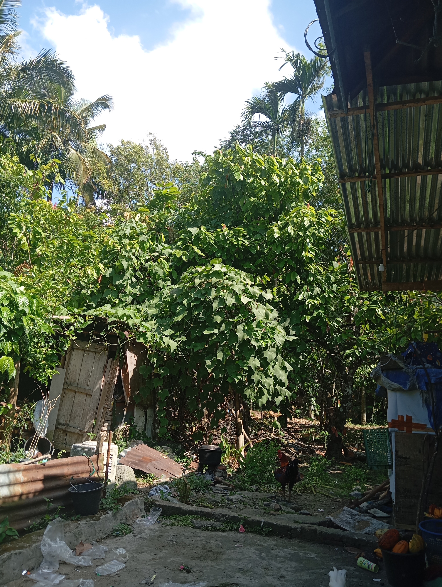 The image depicts an outdoor scene in what appears to be a rural or semi-rural area, possibly in Kamang Mudiak, Indonesia. The environment is lush with vegetation, including palm trees and dense foliage, suggesting a tropical climate. In the foreground, there is a concrete ground with scattered plastic debris. Several objects are visible, including a black bucket, some rusty corrugated metal sheets, and a wooden structure that appears to be a shed or part of a dwelling. A rooster is prominently featured in the middle ground, standing on the ground. To the right, a part of a building with a corrugated metal roof is visible, and stacked on top of a white container are some fruits, possibly cocoa pods. The sky is partly cloudy. The overall impression is one of a lived-in, somewhat unkempt outdoor space with natural elements integrated into the man-made structures.