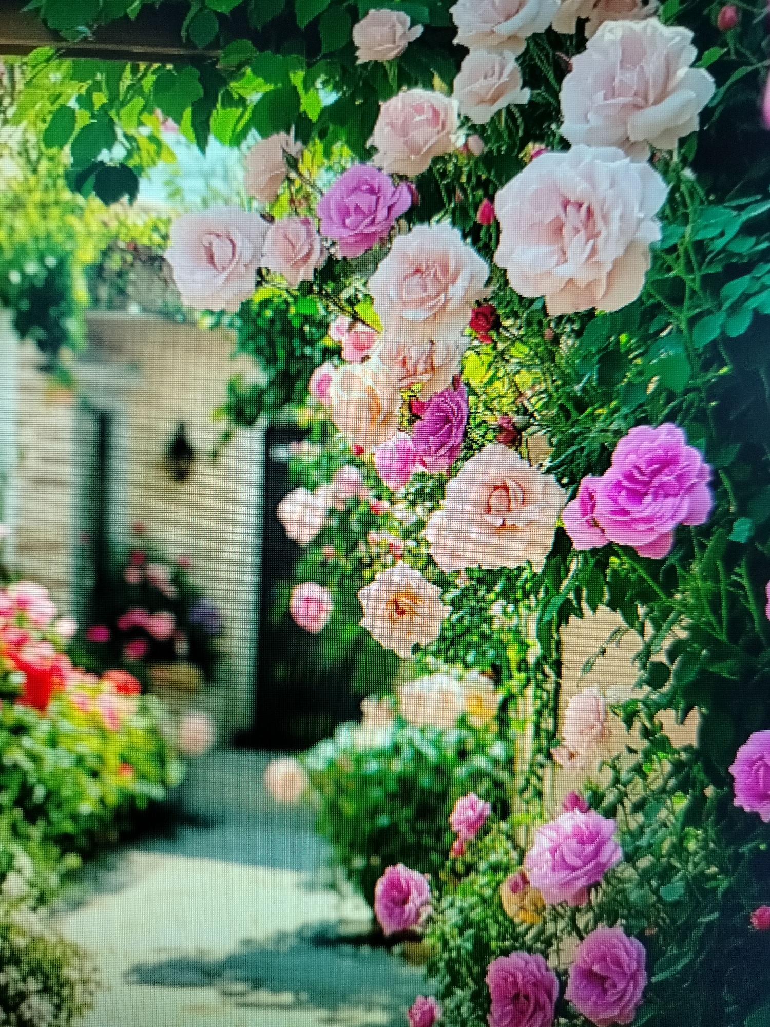 The image shows a garden path leading to a building with a light-colored facade and a dark doorway. The path is lined with lush green foliage and an abundance of roses in various shades of pink and purple. Some roses are in full bloom, while others are buds. The roses are climbing on an arbor or trellis, creating a floral canopy. The scene appears to be well-maintained and is bathed in natural sunlight, suggesting a pleasant day. The specific location in the city of Yashkino, Russia is not discernible from the image itself. There are no people visible in the image.