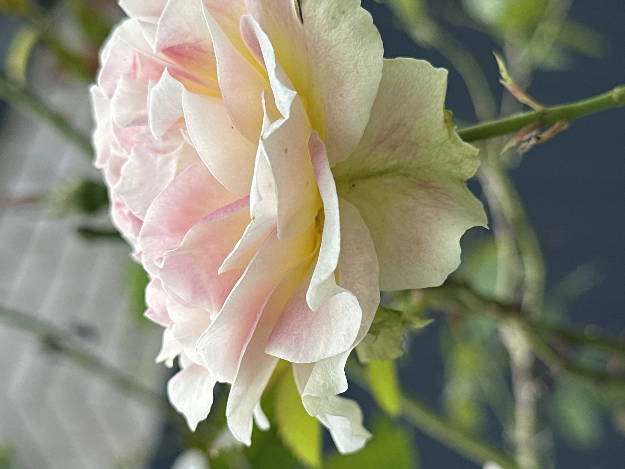 A close-up, vertical, eye-level shot features a pale pink and yellow rose bloom in focus. The rose petals are delicately layered, with soft pink tips fading into creamy yellow near the center. The background is softly blurred, with dark green foliage and hints of lighter greenery, suggesting an outdoor garden setting. The lighting appears natural, casting soft shadows and highlighting the translucent quality of the petals. There is no indication of any specific location within Yessentuki, Russia, or any people present in the image. The scene is a naturalistic depiction of a single rose in bloom.