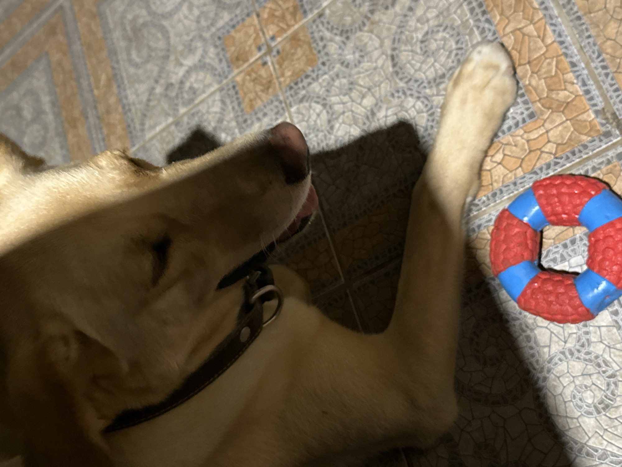 A light-colored dog is lying on a tiled floor. The dog is wearing a dark collar with a silver buckle and ring. In the foreground, to the right, is a red and blue ring-shaped dog toy. The scene is lit by a light source from the left, casting a shadow of the dog on the floor. The image does not contain information about the city of Sochi, Russia.