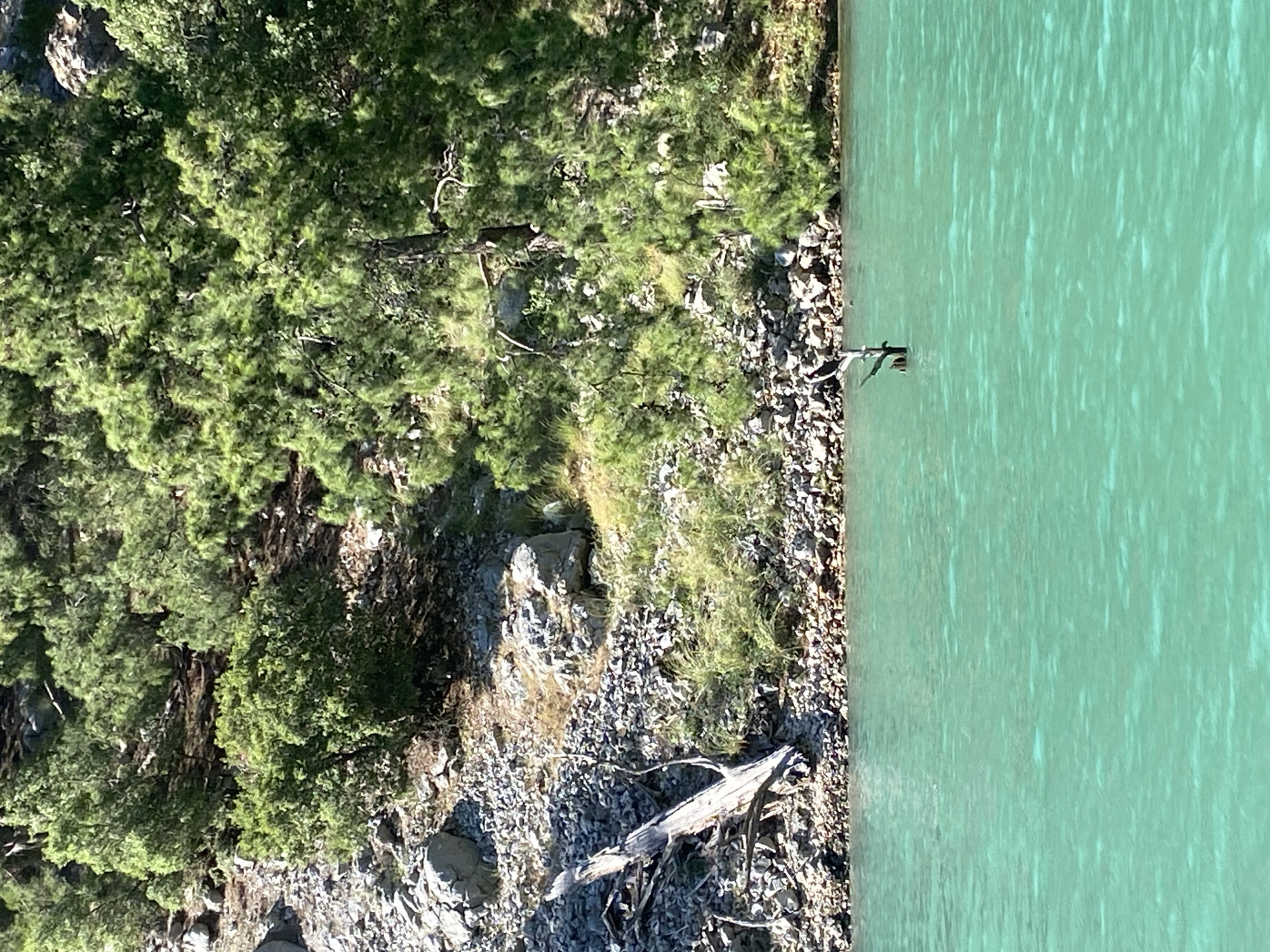 The image presents a tranquil natural landscape, with a clear body of water bordering a rugged, forested bank. The water, which occupies the right side of the frame when viewed in a typical landscape orientation, is a striking turquoise or light green color, indicating exceptional clarity, and its surface is gently rippled.
The shoreline is characterized by a mix of small to medium-sized grey and brown rocks and gravel. Scattered patches of green grass and low-lying vegetation grow along this stony edge. Beyond the immediate bank, the land rises sharply into a dense forest. The trees appear to be conifers, likely pines, with their rich green foliage covering the hillside. Visible rock formations and rocky outcrops are interspersed among the trees, suggesting a mountainous or hilly terrain.
Two pieces of driftwood are visible near the water's edge: a slender, dark branch protruding from the water closer to the center, and a larger, lighter-colored log resting on the rocky shore in the lower portion of the image.
The scene is illuminated by bright daylight, under clear skies, as indicated by the distinct shadows cast by the trees and rocks. There are no people, animals, or man-made structures apart from the potential interpretation of a dam/reservoir given the water color. No text is visible. The serene setting is located in Akseki, Turkey.