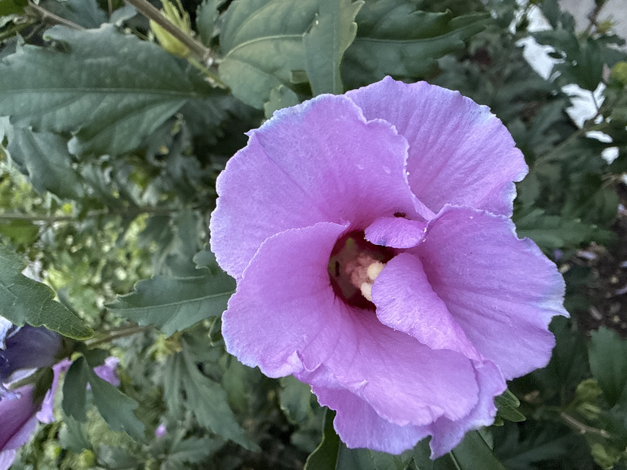 In an outdoor environment, likely a garden, a close-up shot focuses on a large, vibrant purple flower. The flower's petals are soft and slightly crinkled, with a delicate wave to their edges. The center of the bloom reveals a darker, almost maroon hue, from which light-colored stamens protrude. The flower is surrounded by lush, dark green foliage, which provides a contrasting backdrop to the brightly colored blossom. The lighting suggests it is daytime, and the image is sharp, allowing for clear observation of the flower's textures and the surrounding leaves. There is a tiny black ant on one of the petals, indicating the presence of insects in the scene. The location is identified as Unknown, Unknown.