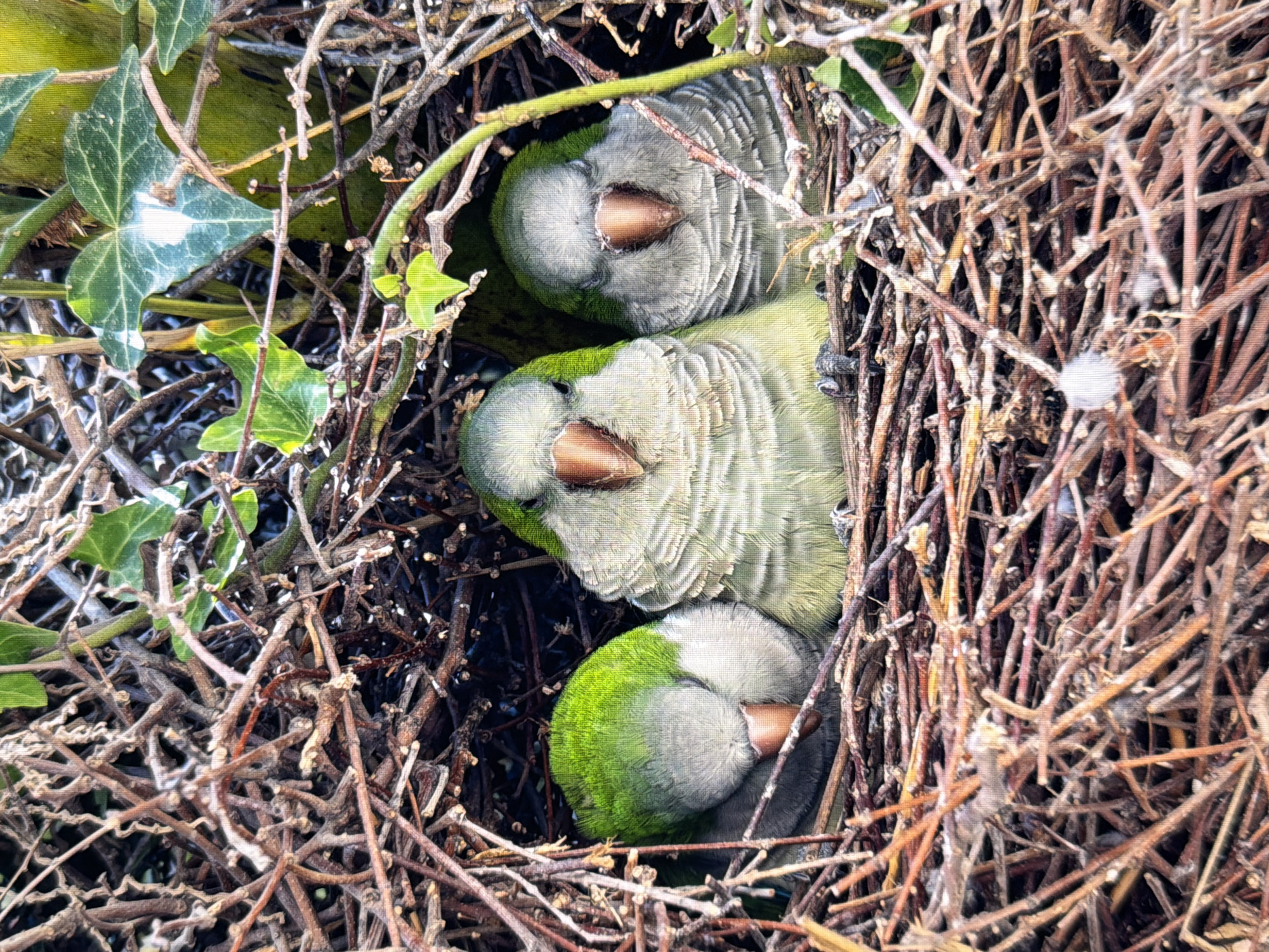 Three monk parakeets are nestled together in a nest constructed of twigs and branches, surrounded by ivy leaves. The parakeets are predominantly green and grey, with distinct brown beaks. The bird on the far left is facing away from the camera, appearing to be asleep or resting its head. The two parakeets in the center and on the right are facing the camera, with their eyes partially closed. The nest is situated within dense foliage, suggesting an outdoor, natural setting. There is no identifiable information in the image to determine its location in Kyiv, Ukraine.