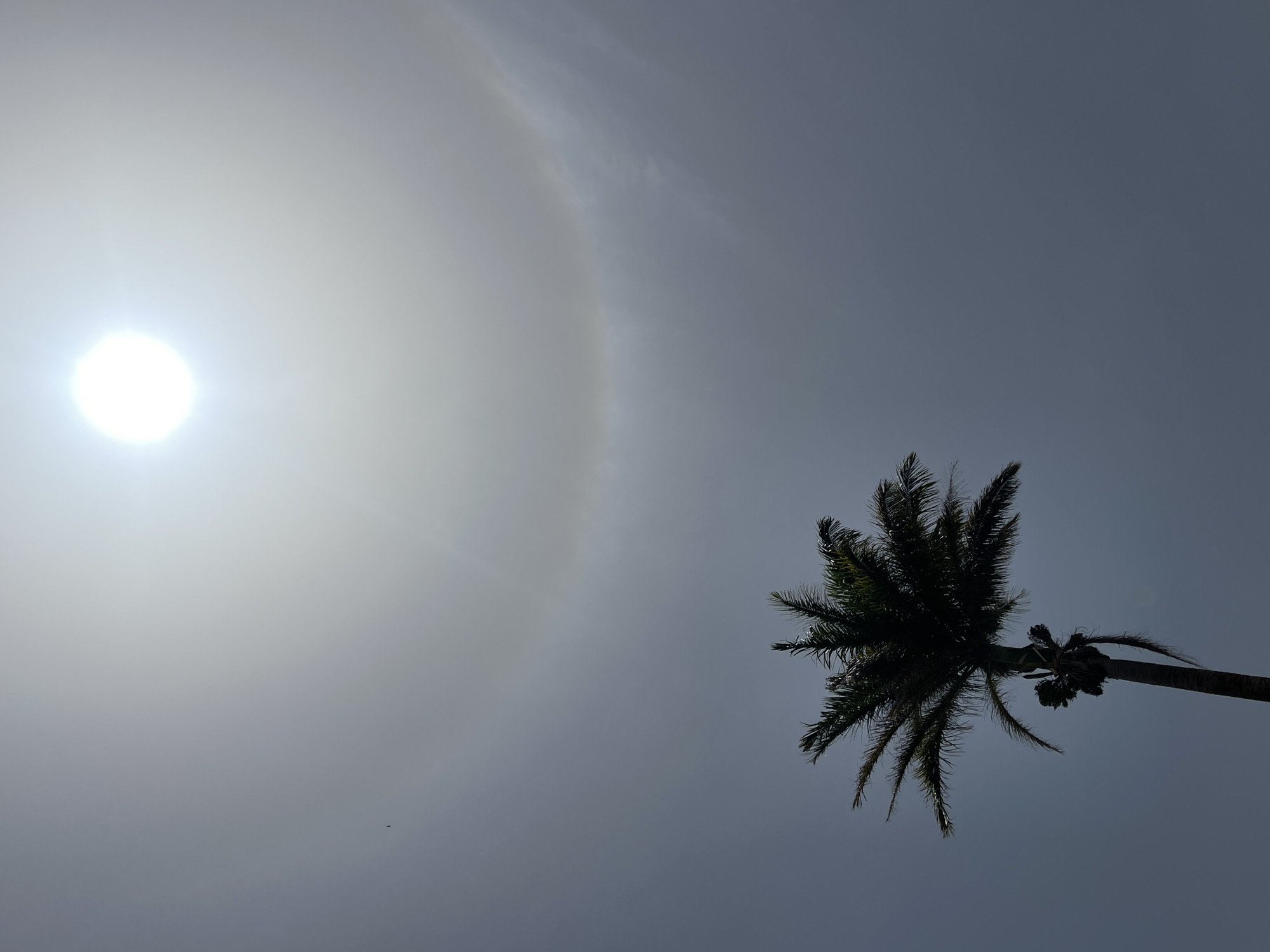 The image shows a view looking up at the sky. In the left side of the frame, the sun is visible with a bright halo effect surrounding it. A single palm tree is positioned to the right. The background is a gray-toned sky. Given the location of Jos, Nigeria, the environment is likely tropical. No people or other objects are evident. The primary subjects are the sun, its halo, and the palm tree.
