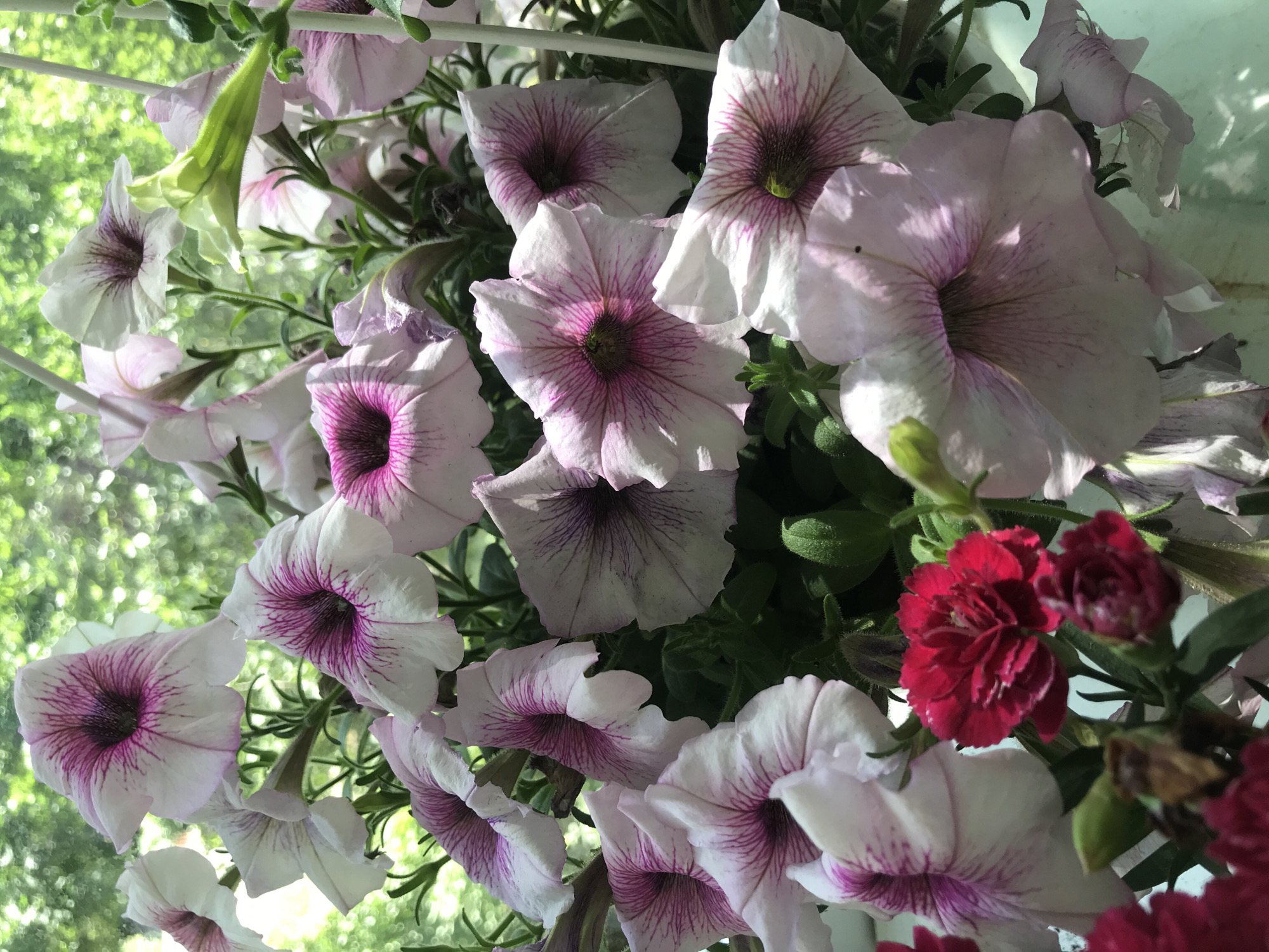 A close-up, vertical, eye-level shot captures a cluster of light pink petunias with deep purple veining radiating from their centers. Some of the petunias are fully open, revealing their trumpet-like shape, while others are partially closed or still developing. In the lower left quadrant of the image, a single, deep red carnation stands out, its ruffled petals tightly furled. The background is a soft blur of green foliage and dappled sunlight, suggesting an outdoor setting. There is no discernible location in Lima, Peru, present in the image.