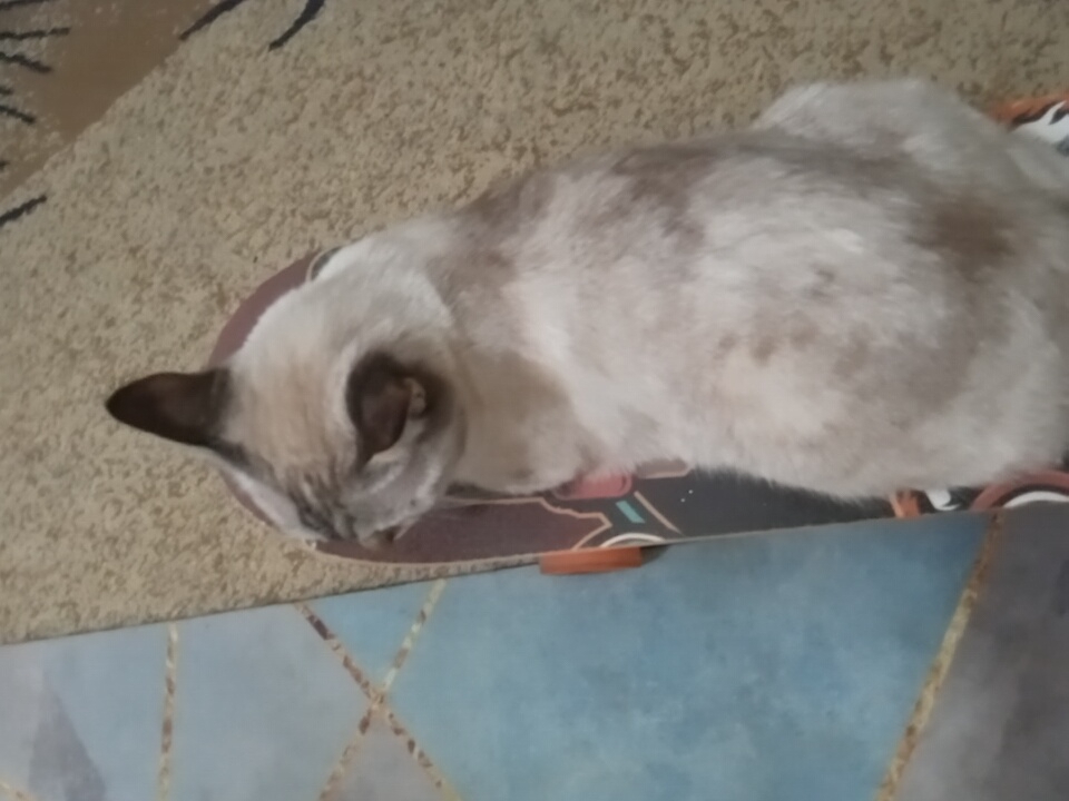 An indoor, high-angle shot shows a cat sitting on a skateboard. The cat is light brown and white with dark markings on its face and ears. Its eyes are closed and its head is tilted to the left. The skateboard is dark brown with a colorful design on it. The cat is positioned on the left side of the skateboard. The background is a combination of a patterned rug and a blue tiled floor. This scene is likely in a residential setting, possibly a home, in the city of Angren, Uzbekistan. There are no people visible in the image.