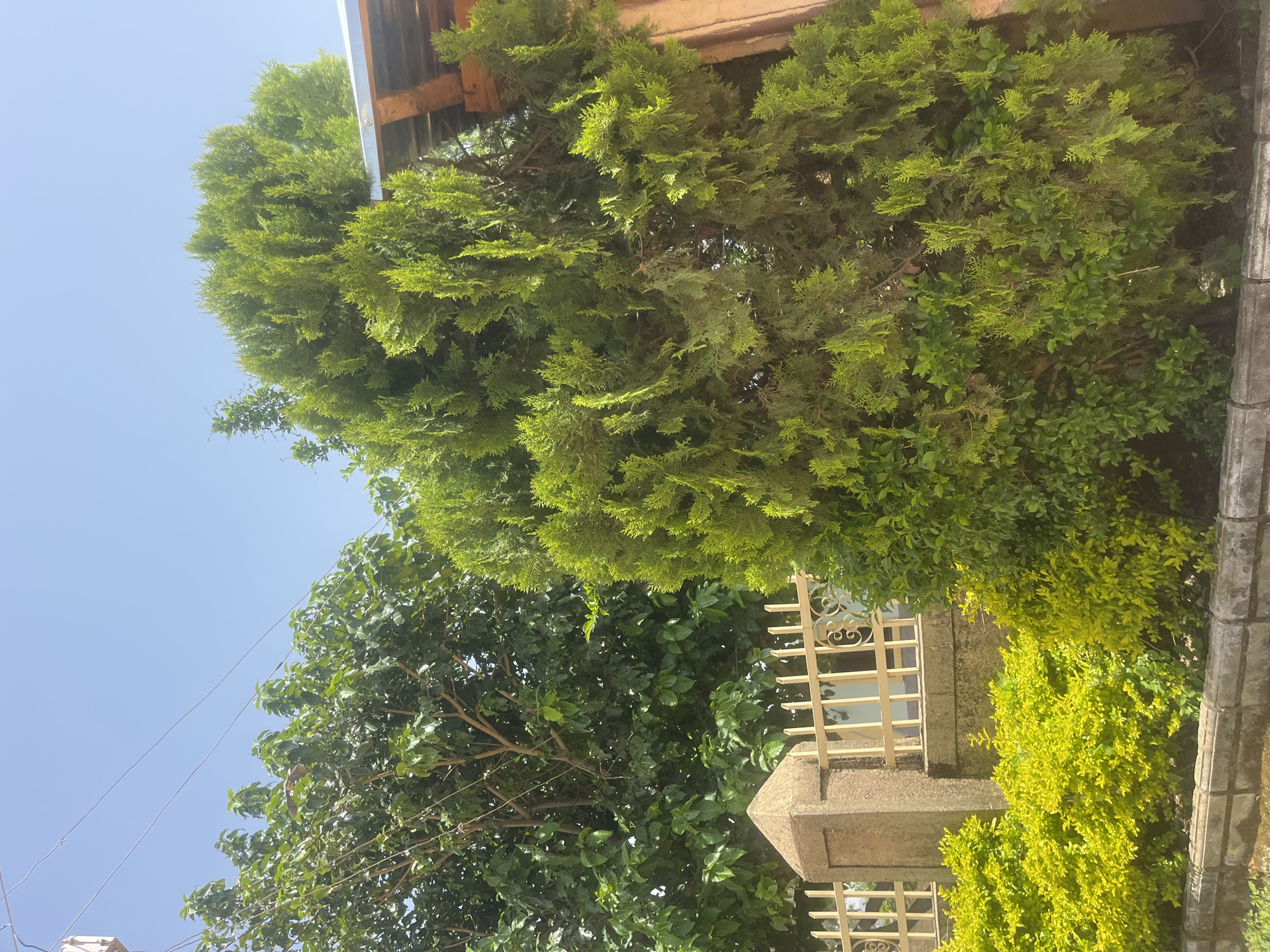 The image depicts a residential exterior scene in Gura Top, Nigeria, under a clear blue sky. In the foreground, a low stone border runs horizontally, framing a strip of soil and then a row of bright green, dense shrubs. Behind the shrubs, a light-colored metal fence with decorative scrollwork sections and vertical bars is visible, supported by a thick, beige stone pillar on the left. To the right of the fence, a large, conical evergreen tree with dense, bright green foliage dominates the midground. Behind this tree and to the left, a mature tree with dark green, broad leaves and visible branches is partially obscured. A section of a building's roof structure, with exposed wooden beams and a corrugated metal covering, is visible at the upper right edge of the image, suggesting the proximity of a dwelling. The overall scene is one of a well-maintained outdoor space with lush vegetation and fencing.