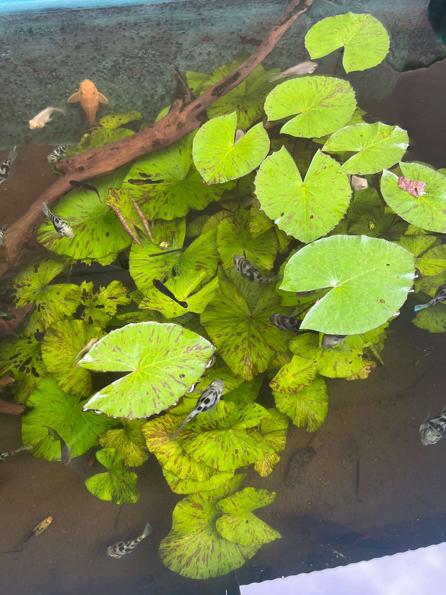 In a pond situated in Lambaro Kueh, Indonesia, a school of small fish swim amongst a dense cluster of vibrant green lily pads. The lily pads are characterized by their speckled brown markings and some exhibit a reddish-brown hue along their edges. A weathered piece of driftwood lies partially submerged, adding a natural element to the aquatic environment. The pond's bottom is visible, covered in sediment. The water's surface reflects the surrounding sky, creating a subtle shimmer.