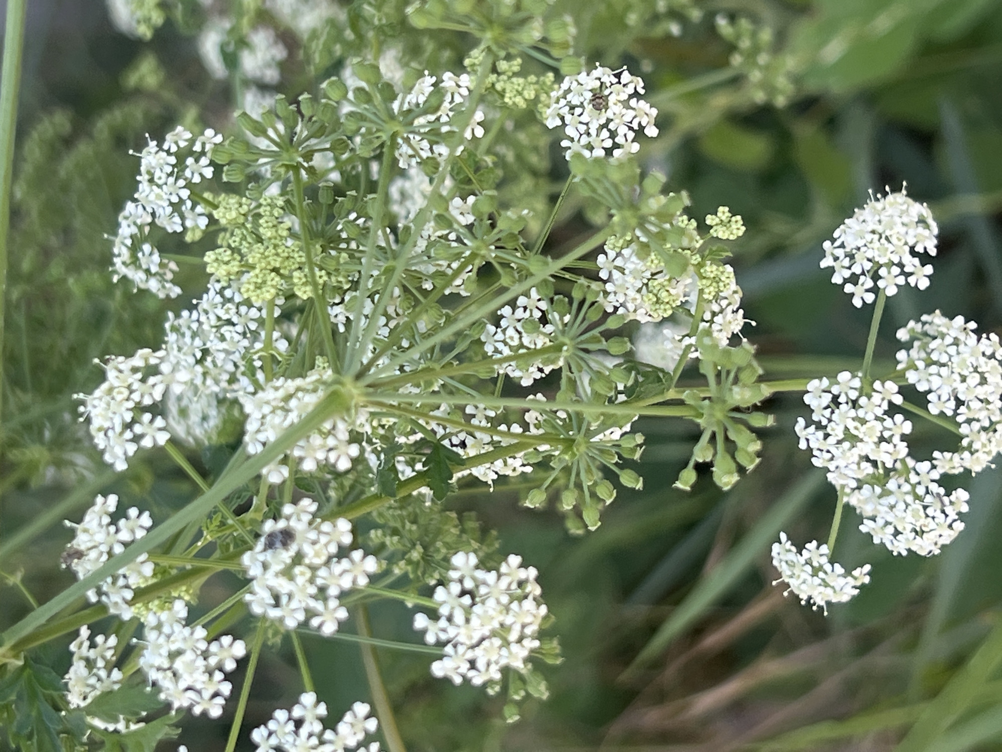This media file is a close-up photograph of a cluster of small white flowers, likely part of an umbelliferous plant. The flowers are arranged in intricate, lace-like clusters, with many tiny, five-petaled blossoms. Some of the flower buds are still green and tightly closed, while others are fully open and white. The stems and flower stalks are a vibrant green.
Scattered among the flowers, there are at least three small insects visible. One is a dark-colored beetle on a white flower cluster towards the upper right of the image. Another, similar insect is on a flower cluster in the lower left. A third insect is visible on a cluster in the central left portion of the image.
The background is softly blurred, consisting of green foliage and hints of dry grass or straw, suggesting an outdoor, natural setting. The lighting appears to be natural daylight, likely from midday or late afternoon, given the even illumination and lack of harsh shadows.
There are no people or text visible in the image. The overall impression is one of natural beauty and the details of small flora and fauna. The setting appears to be a field or meadow, possibly near a grassy area, consistent with a location in Năvodari, Romania, which has coastal and natural habitats. The focus on the delicate flowers and insects evokes a sense of peaceful observation of nature.