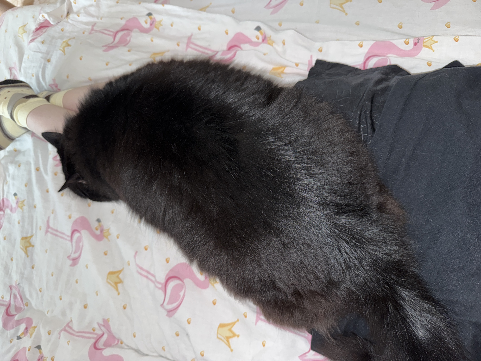 A black cat is lying on a bed with a person. The bed has a white sheet with a flamingo and crown pattern. The person is wearing black clothing and striped socks. The location is not specified.
