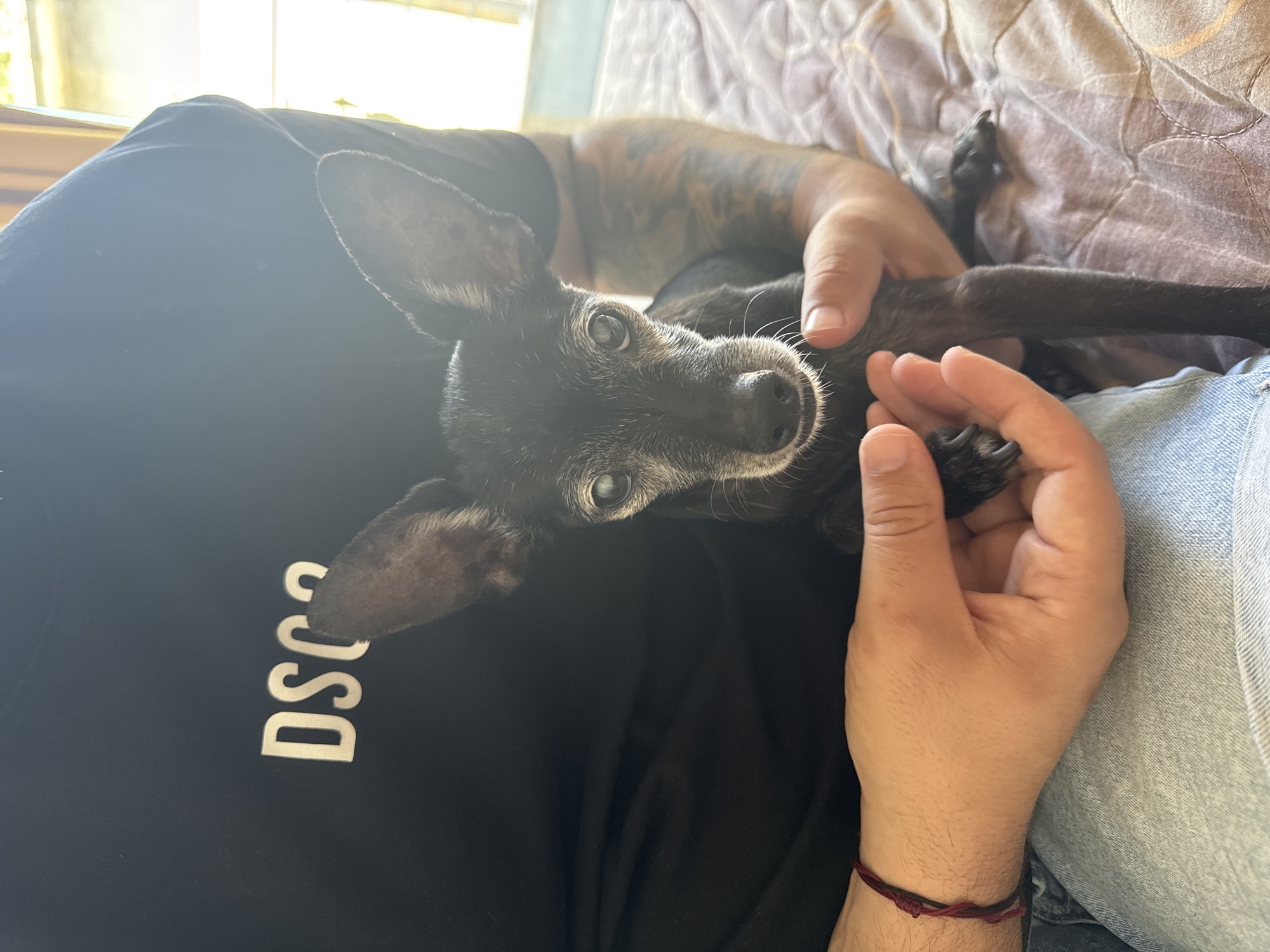 A close-up, eye-level shot shows a small black dog with large ears being held by a person. The dog's face is central, with its eyes looking forward. The person is wearing a black t-shirt with white lettering that reads "DSCO". The person's arms and hands are visible, one hand gently cupping the dog's chin. The background is out of focus, showing a patterned surface, likely a bed or blanket, and a hint of natural light from a window on the right. The scene appears to be indoors. There is no information available about the location in Plovdiv, Bulgaria.
