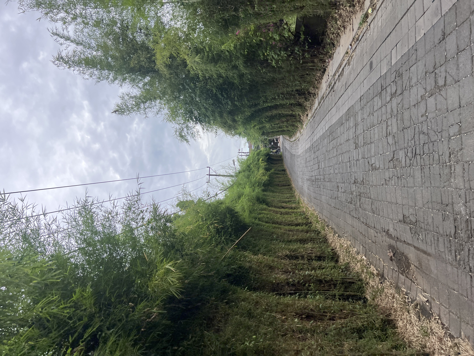 An eye-level shot captures a narrow, paved road ascending gently through a dense tunnel of bamboo and lush greenery in Kuta Selatan, Indonesia. The road, constructed from dark grey interlocking pavers or bricks, shows signs of wear and minor cracks, with a lighter concrete strip running along its immediate left edge (when viewed uphill).
On both sides of the path, vibrant green bamboo stalks rise tall and dense, their delicate leaves creating an almost enclosed, arching canopy overhead. The foliage is particularly thick on the left side of the road, forming a wall of green. Below the bamboo, patches of grass and some dried leaves are visible, especially along the base of the bamboo walls.
The sky above, visible between the bamboo canopy, is overcast with soft grey and white clouds, indicating daytime. Faint power lines and what appears to be a utility pole are discernible through the bamboo on the lower left side of the image. Further up the road, at the top of the incline, a glimpse of distant structures or possibly a vehicle suggests human presence beyond the immediate natural enclosure. The scene conveys a peaceful, natural pathway, typical of a tropical setting. No people or visible text are present.