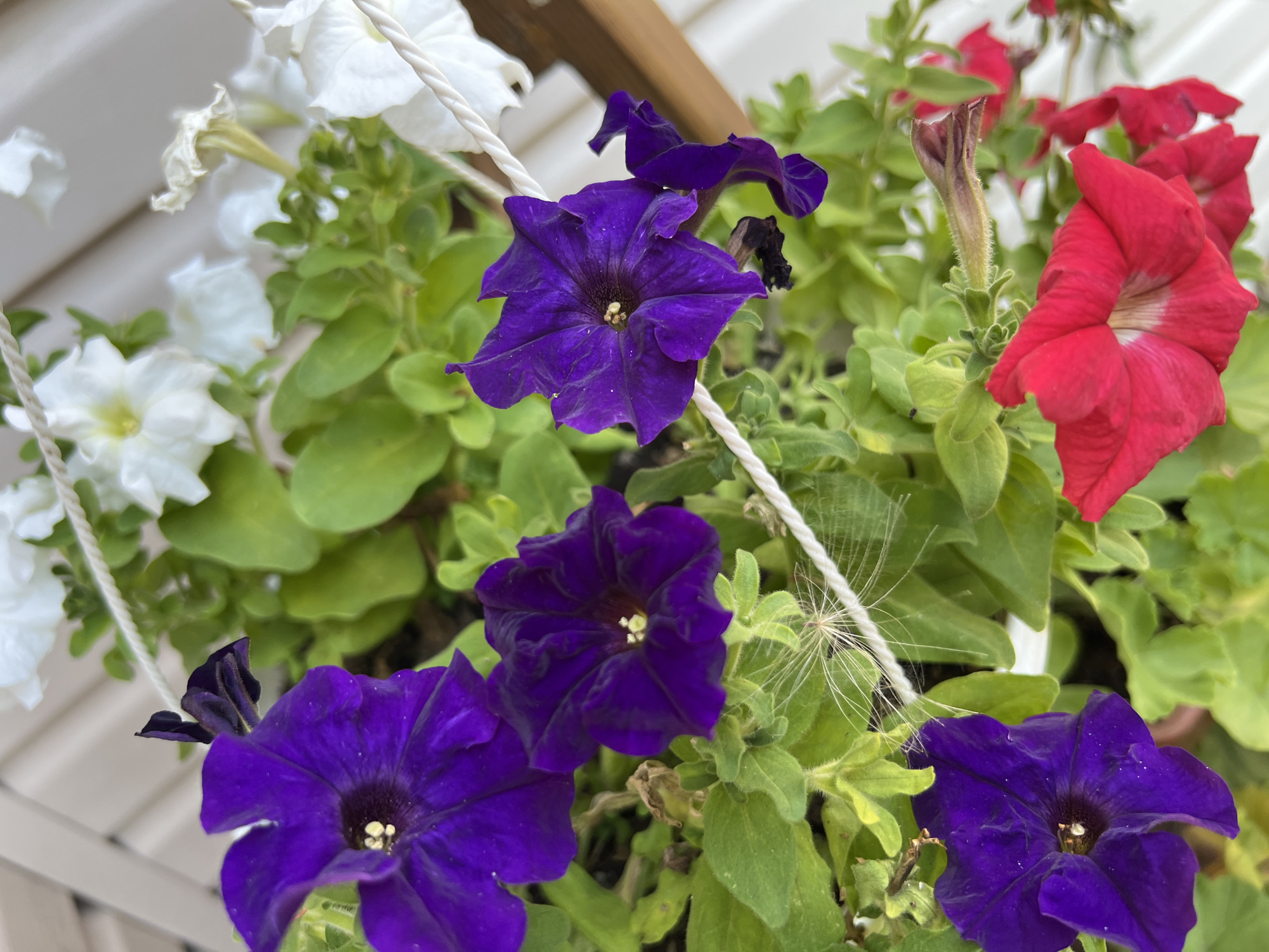 The image shows a close-up of hanging petunias in bloom, featuring vibrant purple and red flowers, along with white blooms in the background. The petunias are growing in a planter, suspended by white ropes, and are surrounded by lush green foliage. A delicate spiderweb with a seed head is visible in the center of the frame, adding a touch of natural detail. The backdrop appears to be a white, slatted structure, possibly a fence or siding. The scene is an outdoor setting, likely in a garden or on a balcony. The image has a shallow depth of field, with the foreground flowers in sharp focus and the background elements softly blurred. There is no information about the specific location in Nizhnee Sancheleevo, Russia within the image itself.