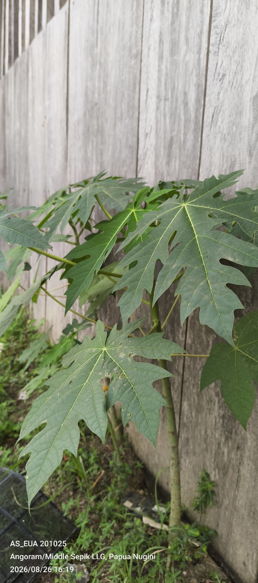 A medium shot captures a young papaya tree with large, deep-green, palmate leaves in front of a weathered wooden fence. The fence is composed of vertical, light-gray wooden planks, some of which show signs of age and wear. The papaya tree is positioned slightly to the left of the frame, with its stem visible and a few of its branches extending upwards and outwards, showcasing the distinctive shape of its leaves. One leaf in the foreground exhibits small holes and a reddish-brown discoloration. The ground beneath the tree is covered with green grass and some dry leaves. The scene appears to be outdoors, with natural lighting. A text overlay at the bottom left of the image reads "AS_EUA 201025 Angoram/Middle Sepik LLG, Papua Nugini 2026/08/26 16:19". The location is identified as Angoram/Middle Sepik LLG, Papua Nugini, and the date and time are August 26, 2026, at 16:19. There are no people or animals visible in the image.