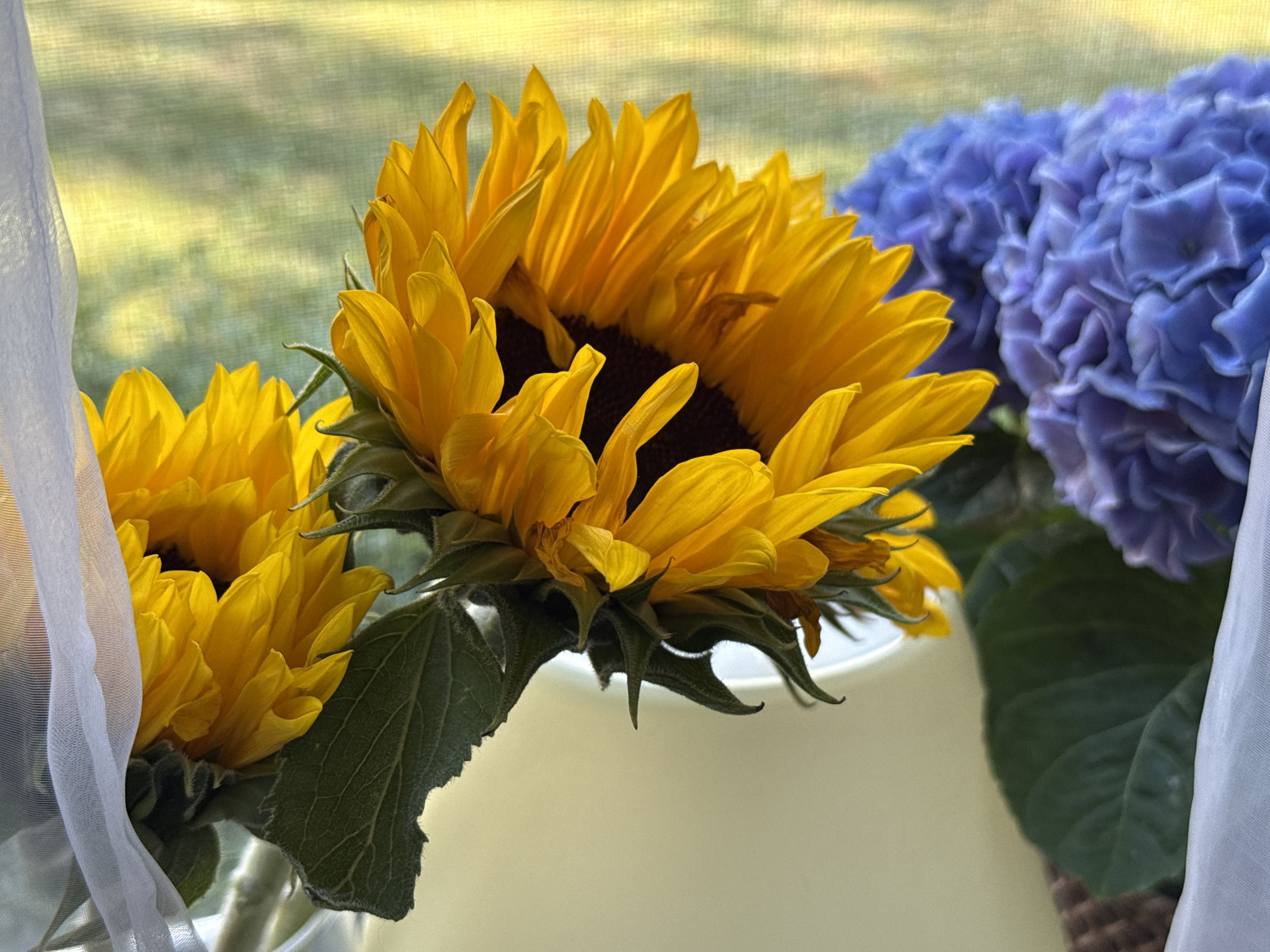 A close-up, slightly tilted, eye-level shot showcases a bouquet of flowers, primarily sunflowers and hydrangeas, against a softly blurred backdrop. The foreground features two vibrant yellow sunflowers, their petals catching the light, positioned in the lower left and center of the frame. Behind them, to the right, a cluster of deep blue hydrangeas adds a contrasting color. Sheer white curtains drape down the left and right edges of the image, creating a soft, ethereal frame. The background appears to be a window with a view of green foliage bathed in sunlight. The scene is indoors, with a pale yellow surface visible beneath the flowers. This image was captured in the city of Bad Sachsa, Germany.