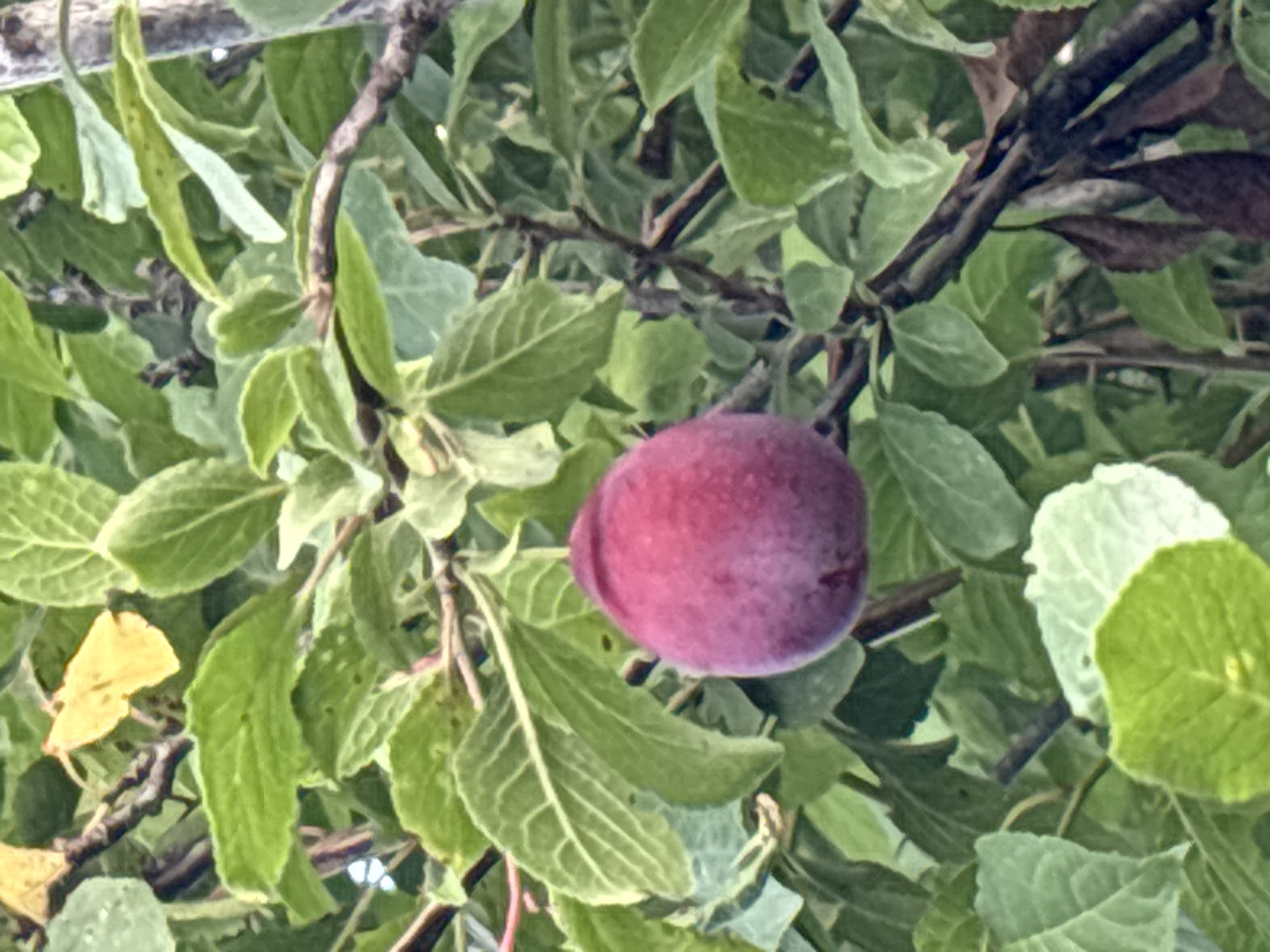 An overhead, close-up, slightly blurry photograph shows a single, ripe plum hanging from a tree branch. The plum is a deep reddish-purple color and has a round shape, with a subtle indentation at the top. It is surrounded by lush green leaves, some of which are slightly yellowed, and dark brown branches. The background consists of more foliage and branches, suggesting an outdoor setting within a garden or orchard. The image was taken in Zvenigorod, Russia.