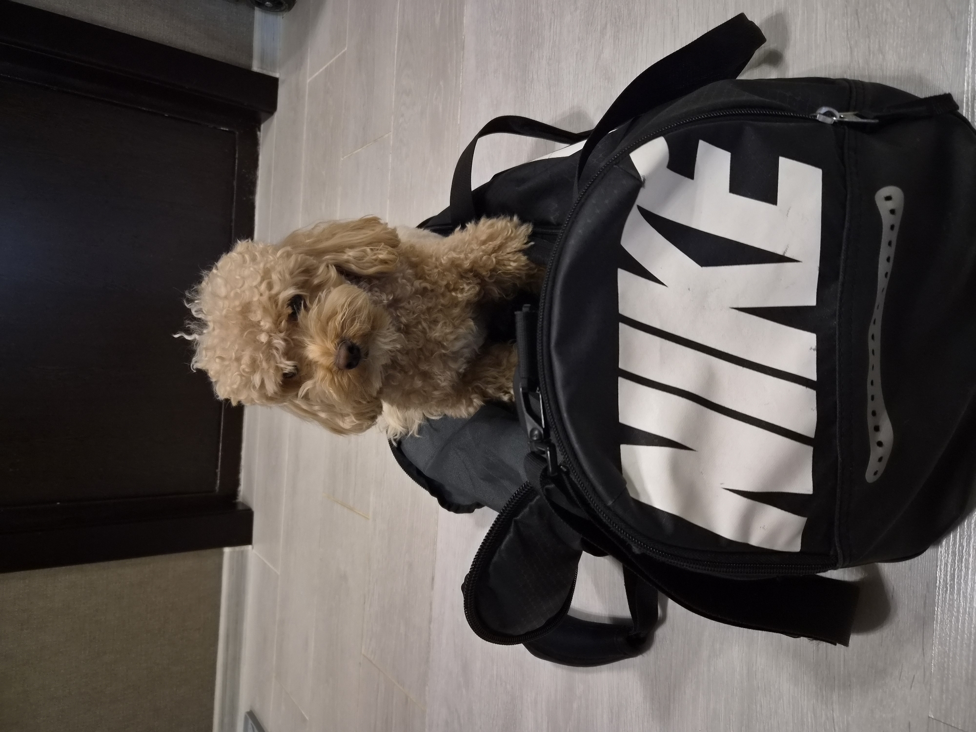 A small, light brown poodle with curly fur is sitting on top of a black Nike duffel bag that is slightly open. The dog is facing forward and looking at the camera. The bag has the Nike logo prominently displayed in white on its front. The scene is indoors, with a light-colored tiled floor and a dark brown door and wall in the background. The lighting is neutral, suggesting an indoor setting during the day. There are no other people or animals visible in the image. The location is specified as Kudrovo, Russia.