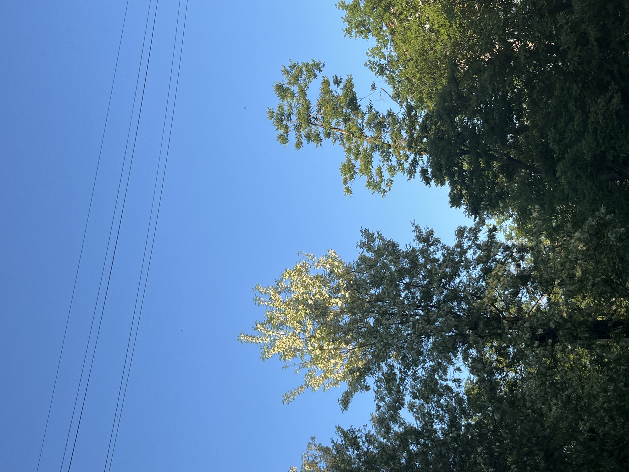 The image shows a view looking up at the sky with tree branches visible on the right side and electrical power lines on the left. The sky is clear and blue. There is no indication of the location in the city of Kryvyi Rih, Ukraine or any other objects. The trees have varying shades of green and some white blossoms, indicating different types of foliage. There is no discernible human activity.