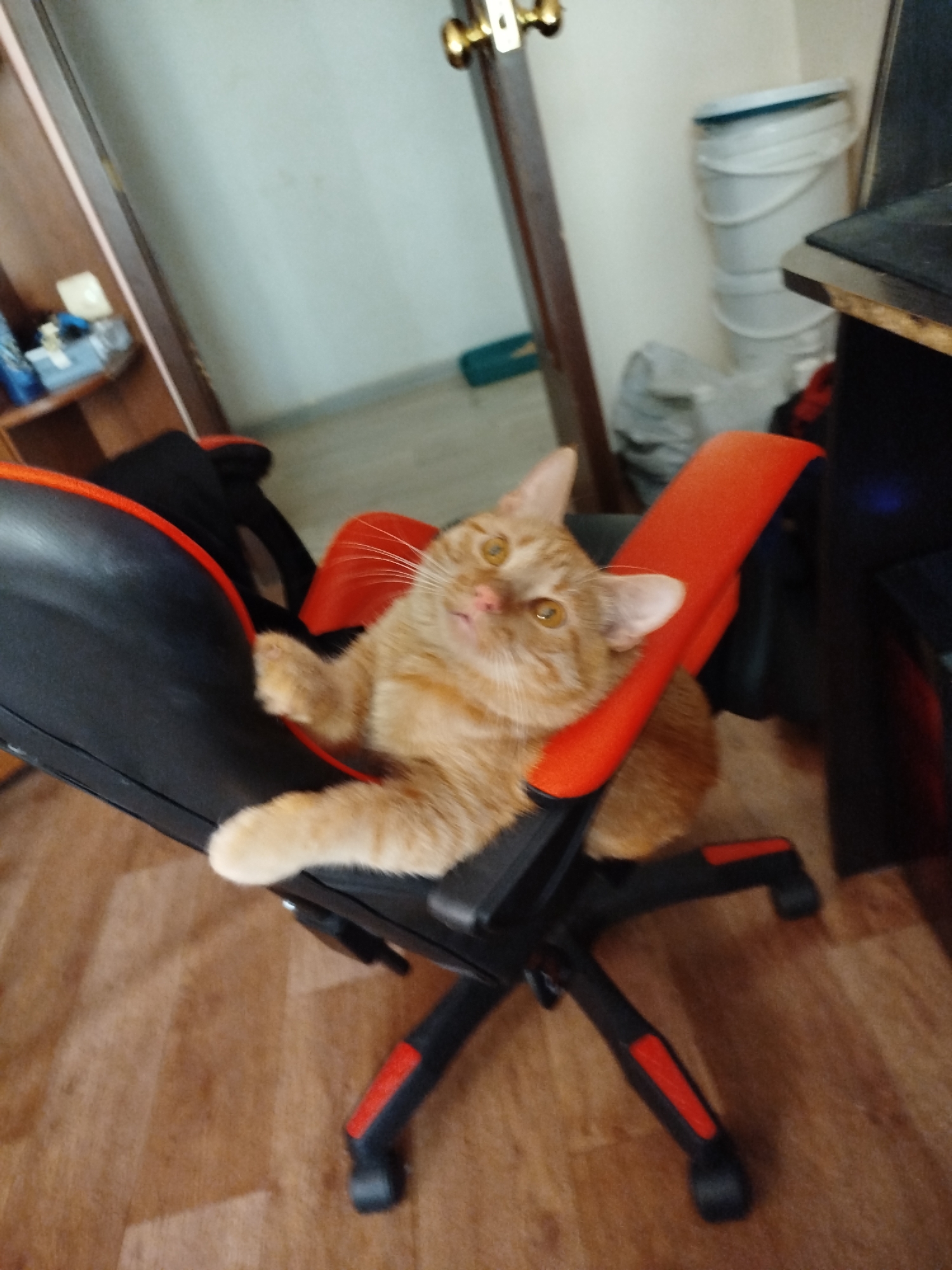 An orange tabby cat is relaxing in a black and orange gaming chair indoors. The cat is positioned with its paws up on the armrest and its head tilted back, looking upwards. The chair is on a wooden floor. In the background, there is a wall, a doorway, and some shelves with items on them. To the right of the chair, part of a desk with a black surface is visible. A large white bucket is also present in the background. The scene appears to be a casual indoor setting.