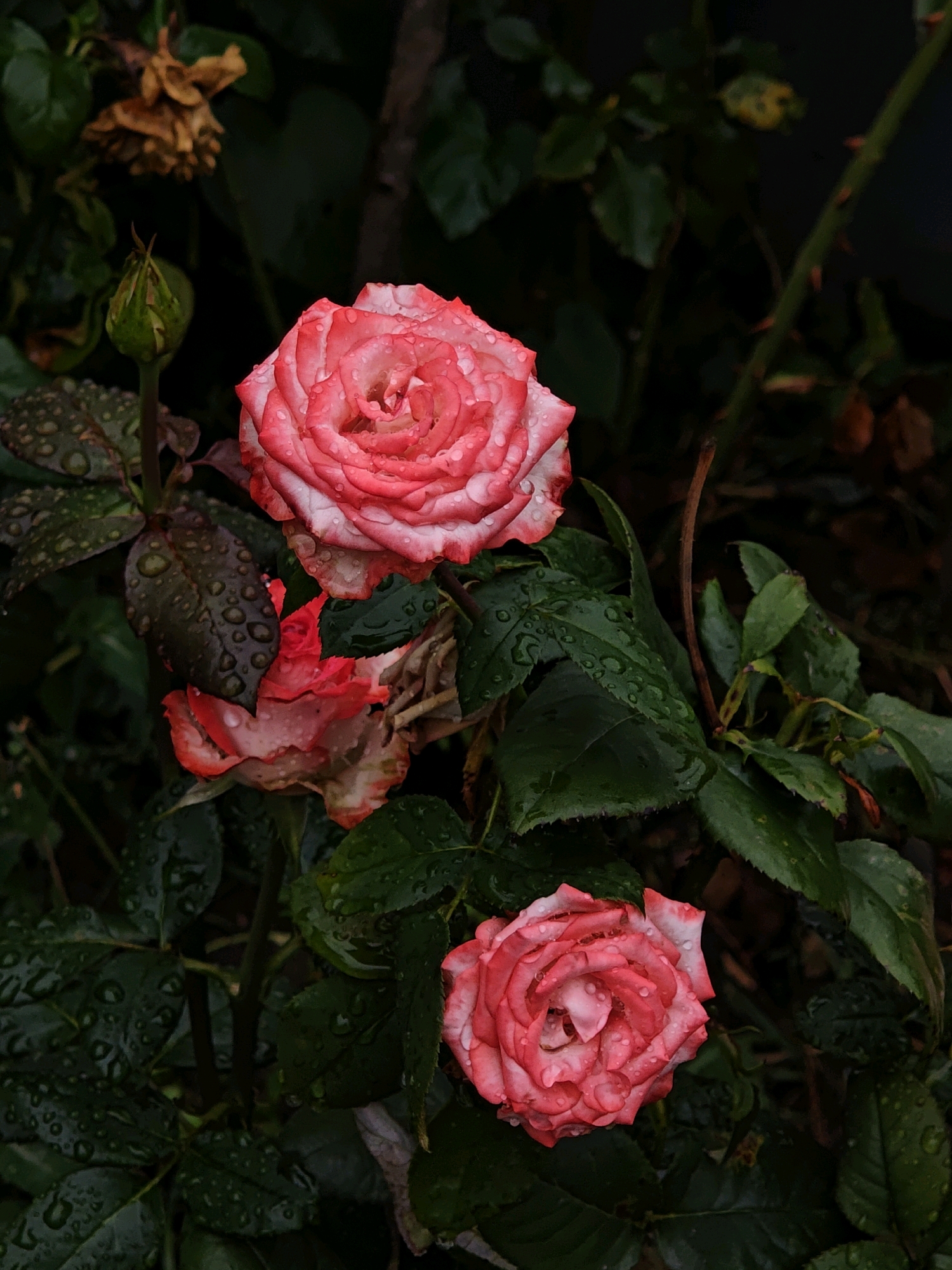 A close-up, eye-level, vertical shot captures three pink and white roses, partially opened, with water droplets clinging to their petals. The roses are set against a dark, out-of-focus background of green leaves and brown foliage. A single, closed rose bud is visible to the left of the frame, near the top. The image appears to be a still life of roses, possibly in a garden setting. There is no indication of any specific location, including Parkhomivka, Ukraine.
